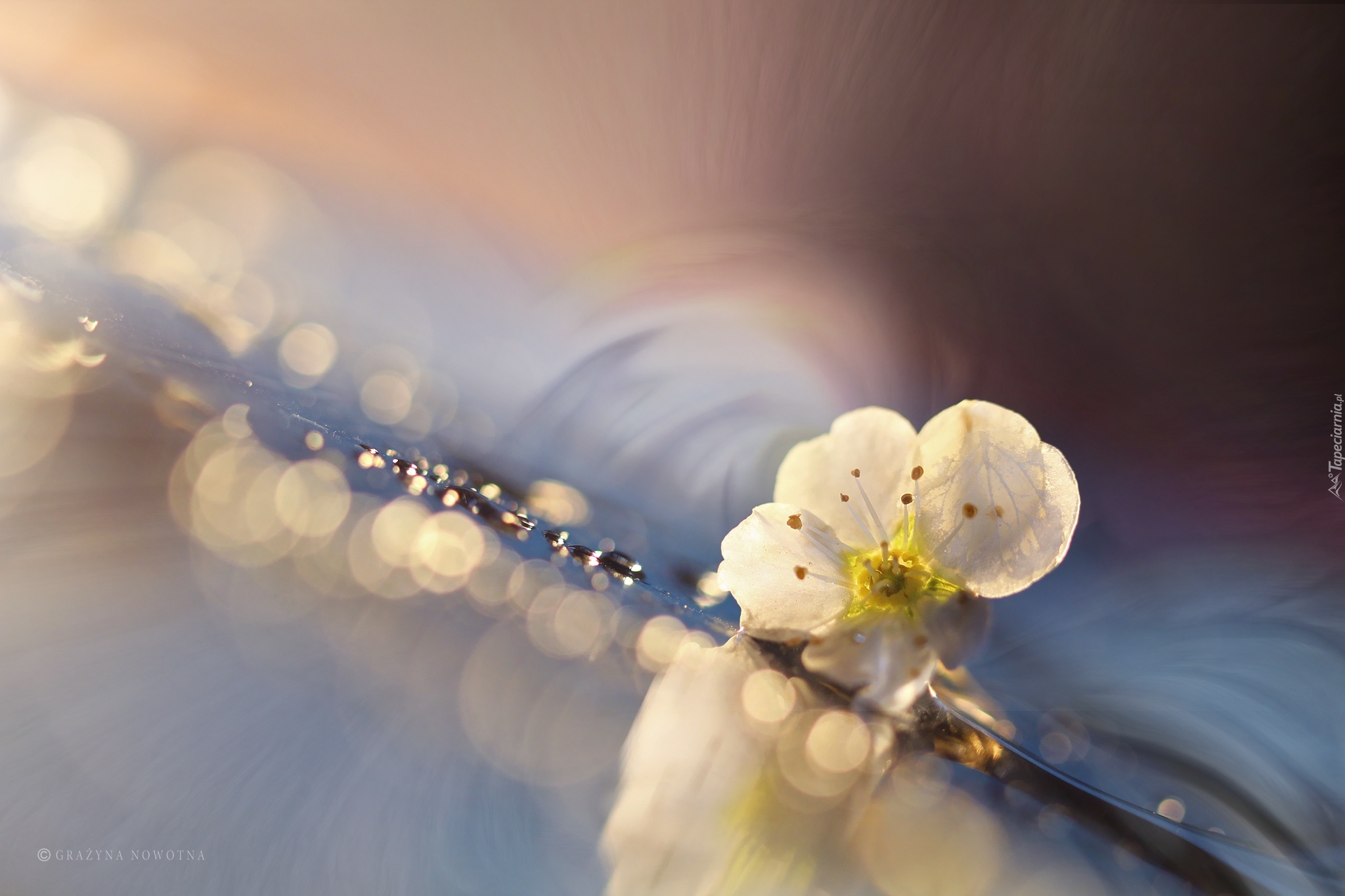 Biały, Kwiat, Bokeh, Makro