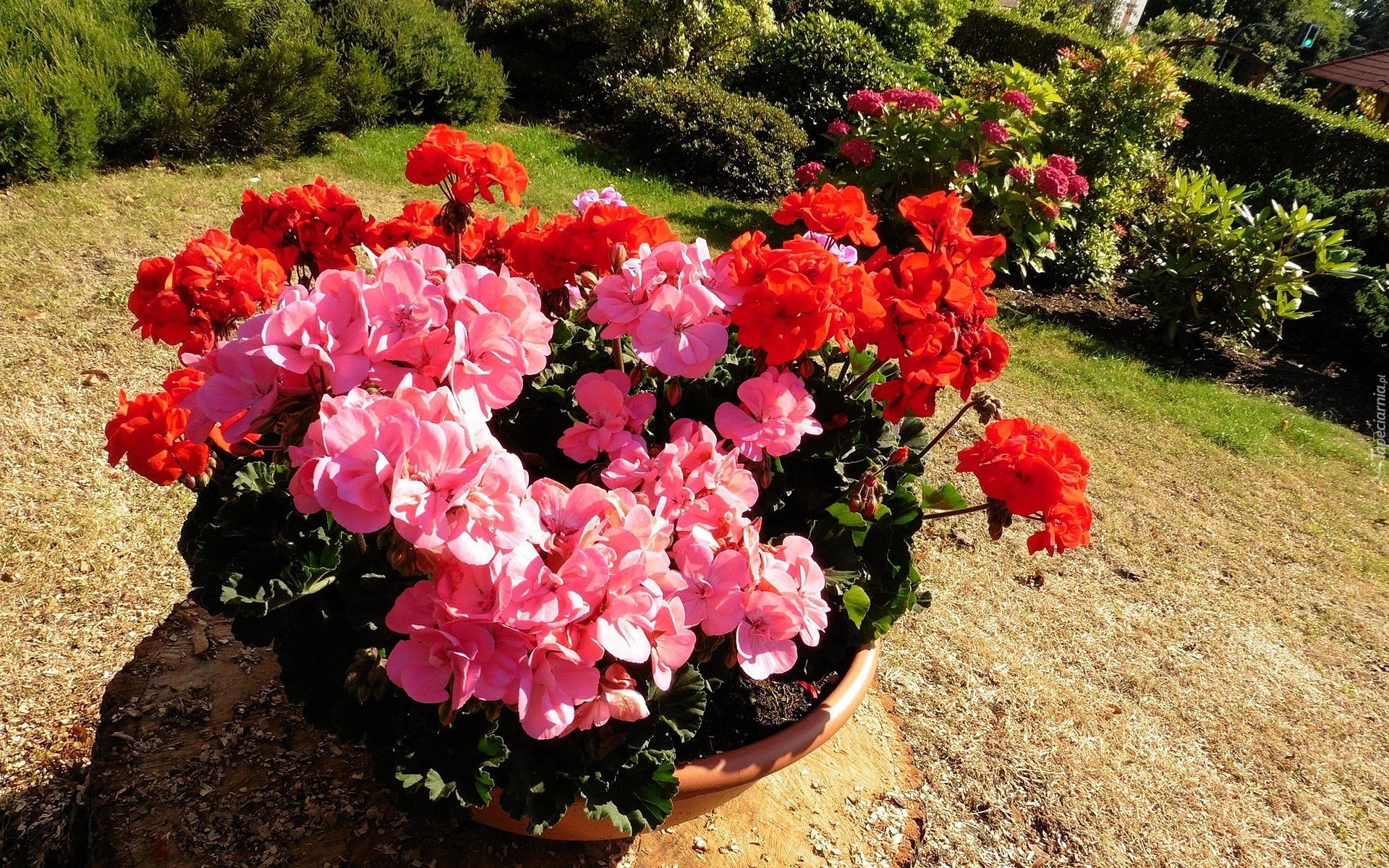 Ogródek, Pelargonie