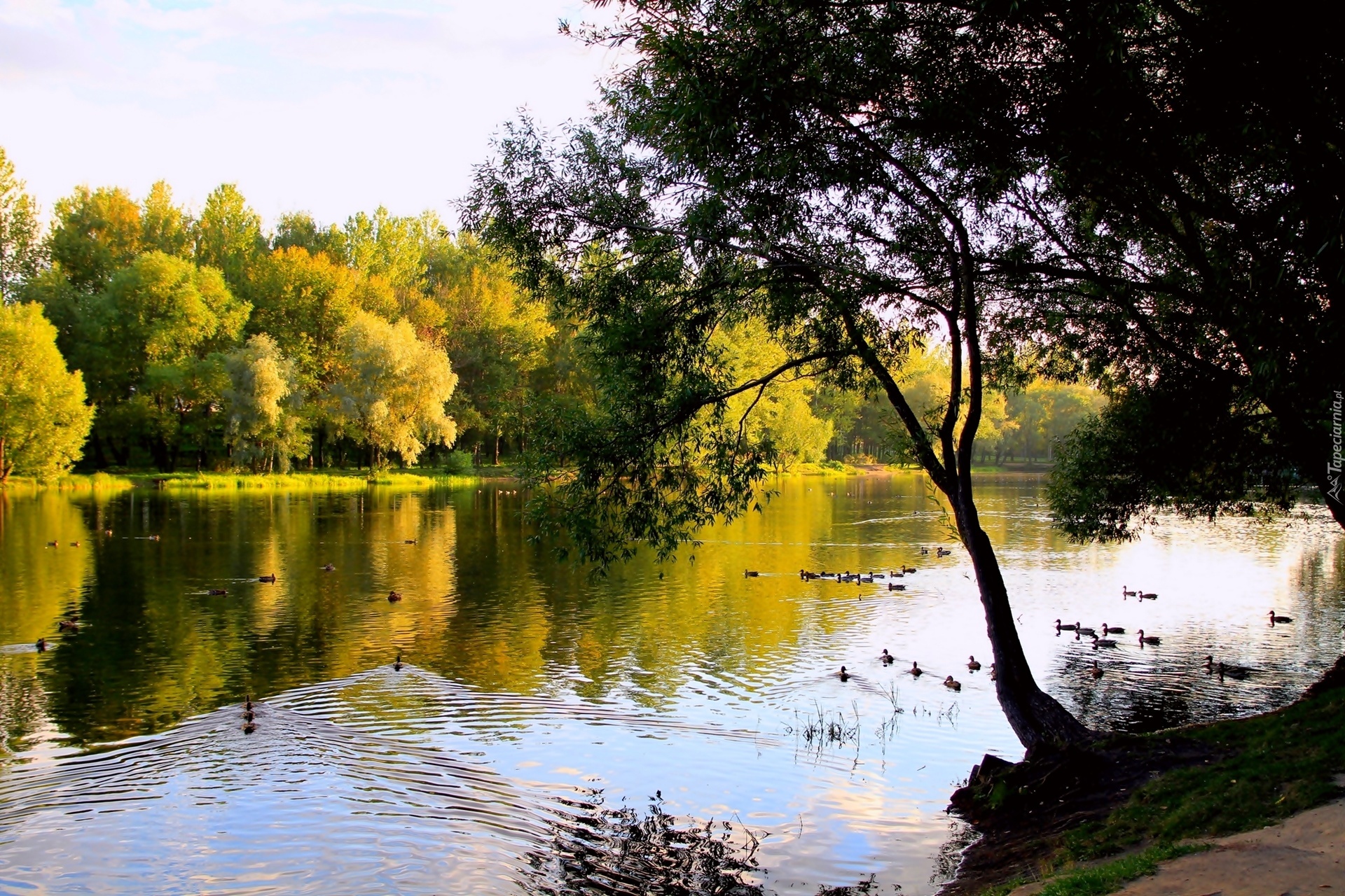 Park, Jesień, Rzeka, Pływające, Kaczki