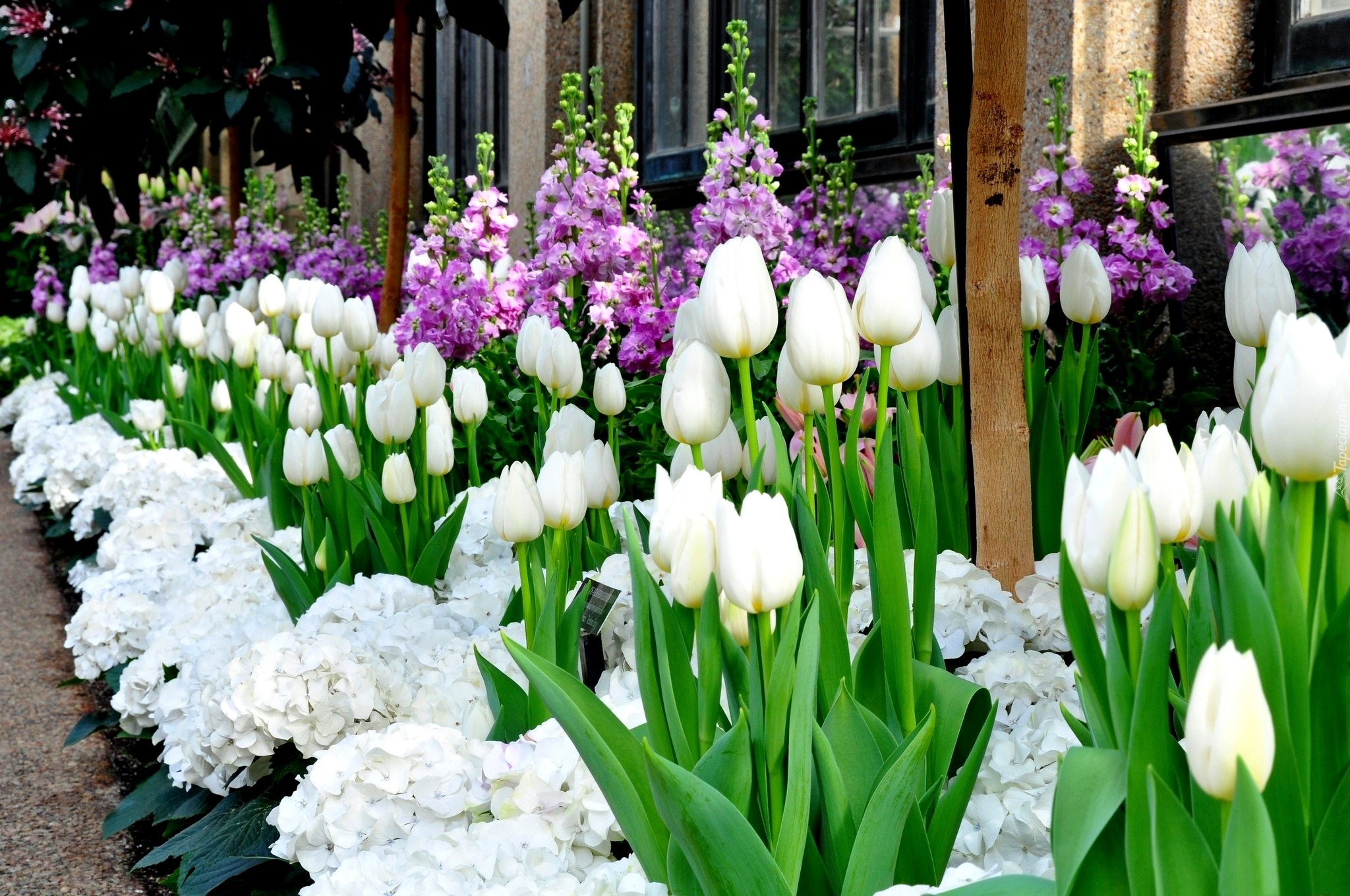 Białe, Tulipany, Kwiaty, Rabatka