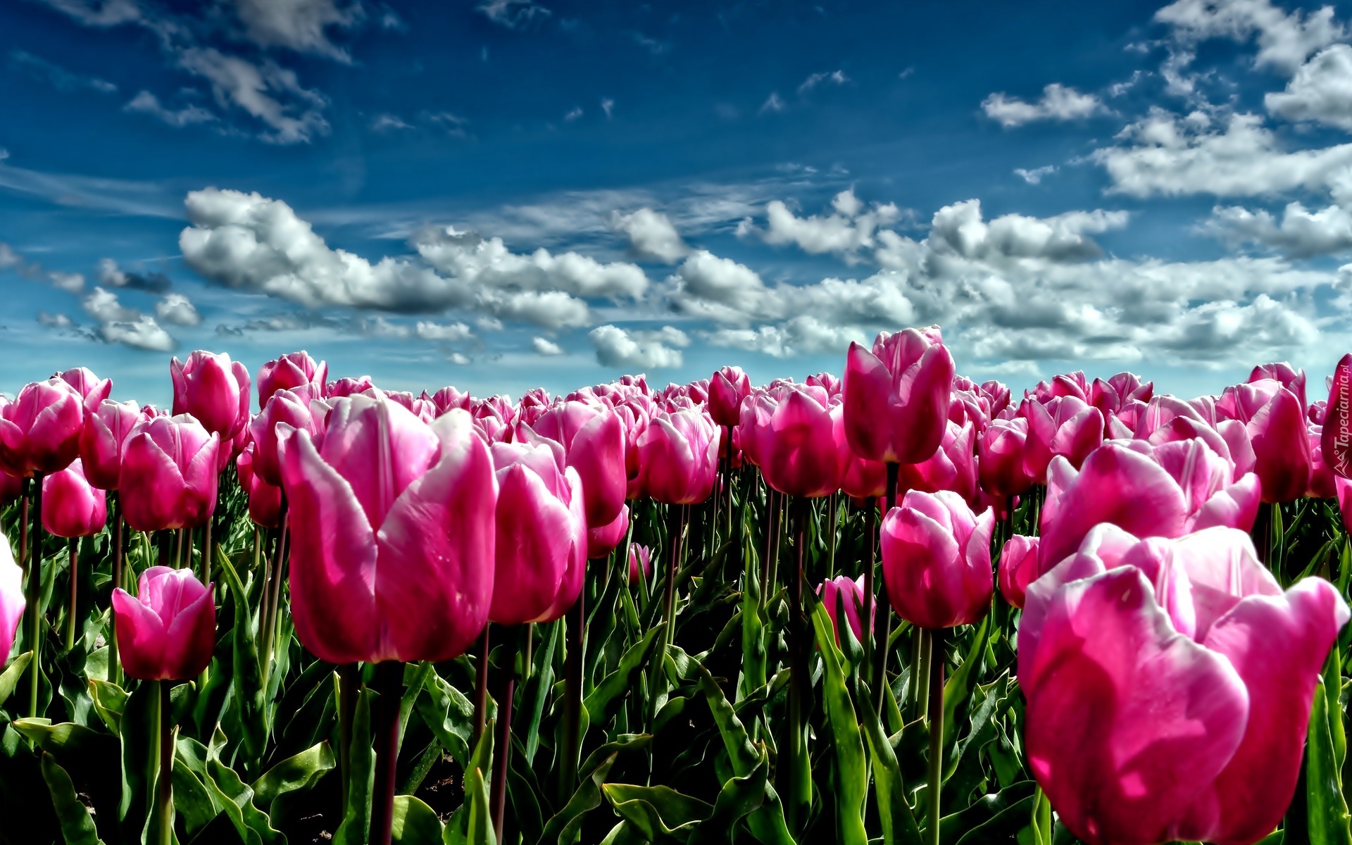 Różowe, Tulipany, Niebo
