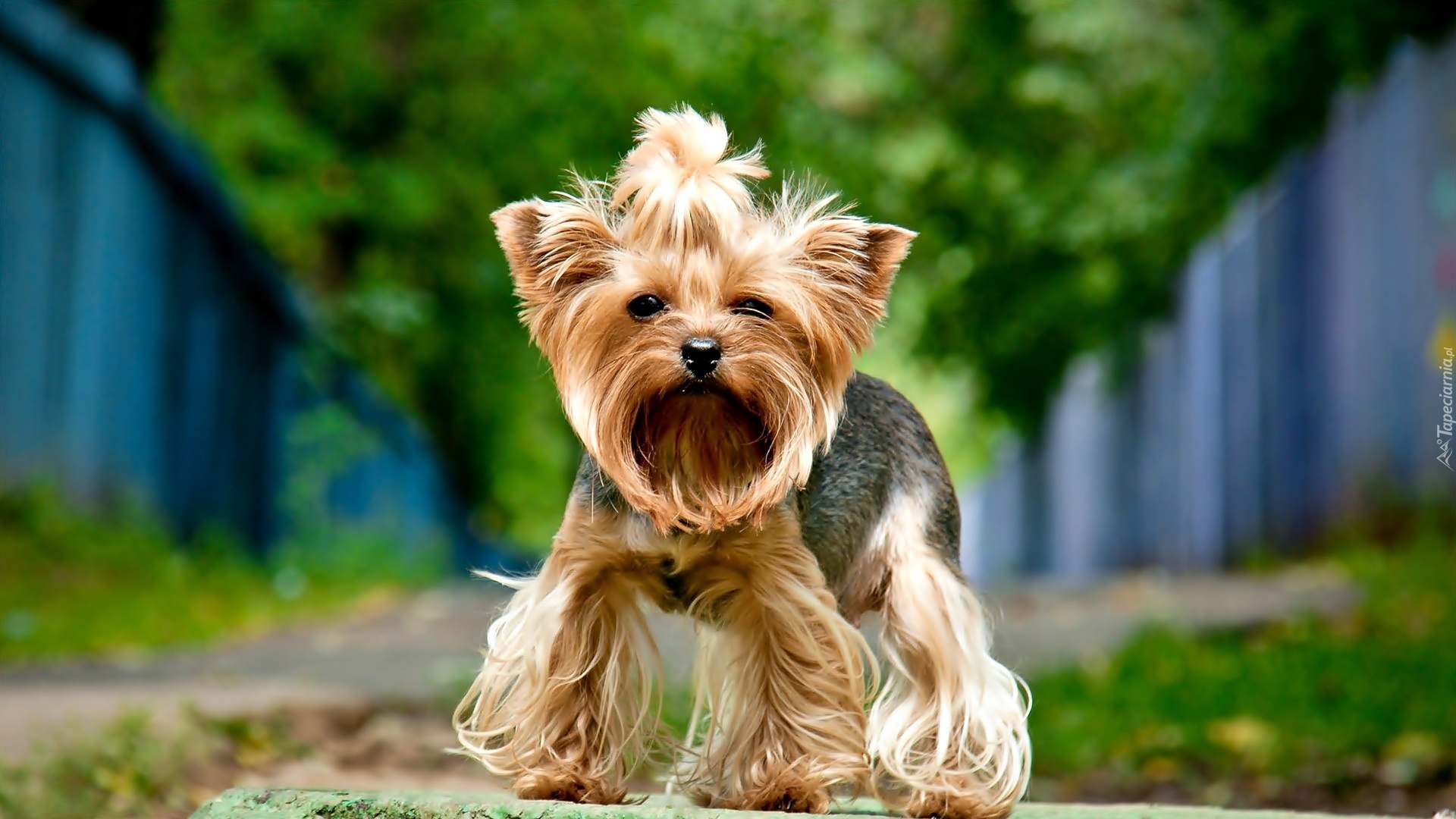 Yorkshire terrier, Pies