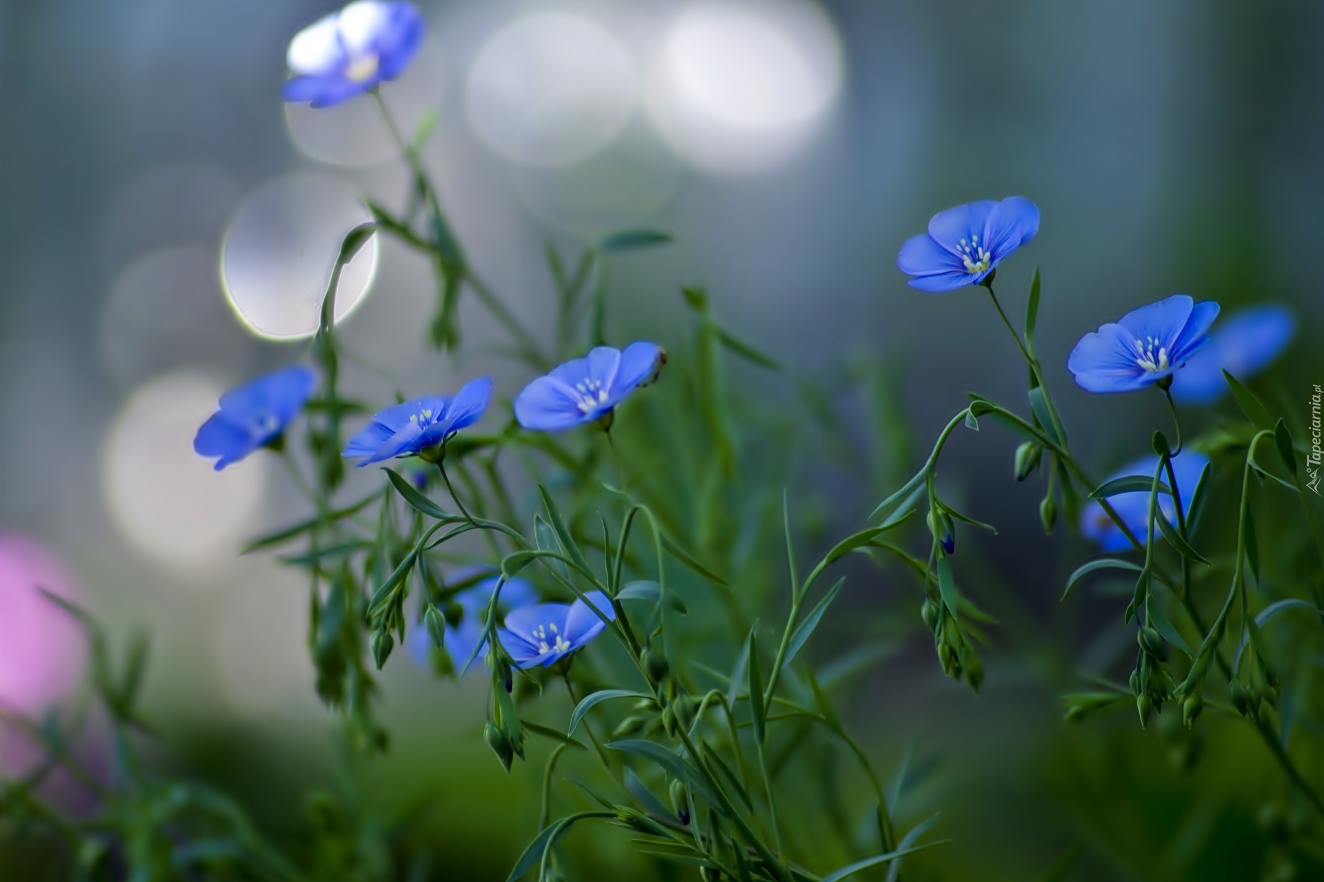 Niebieskie, Kwiaty