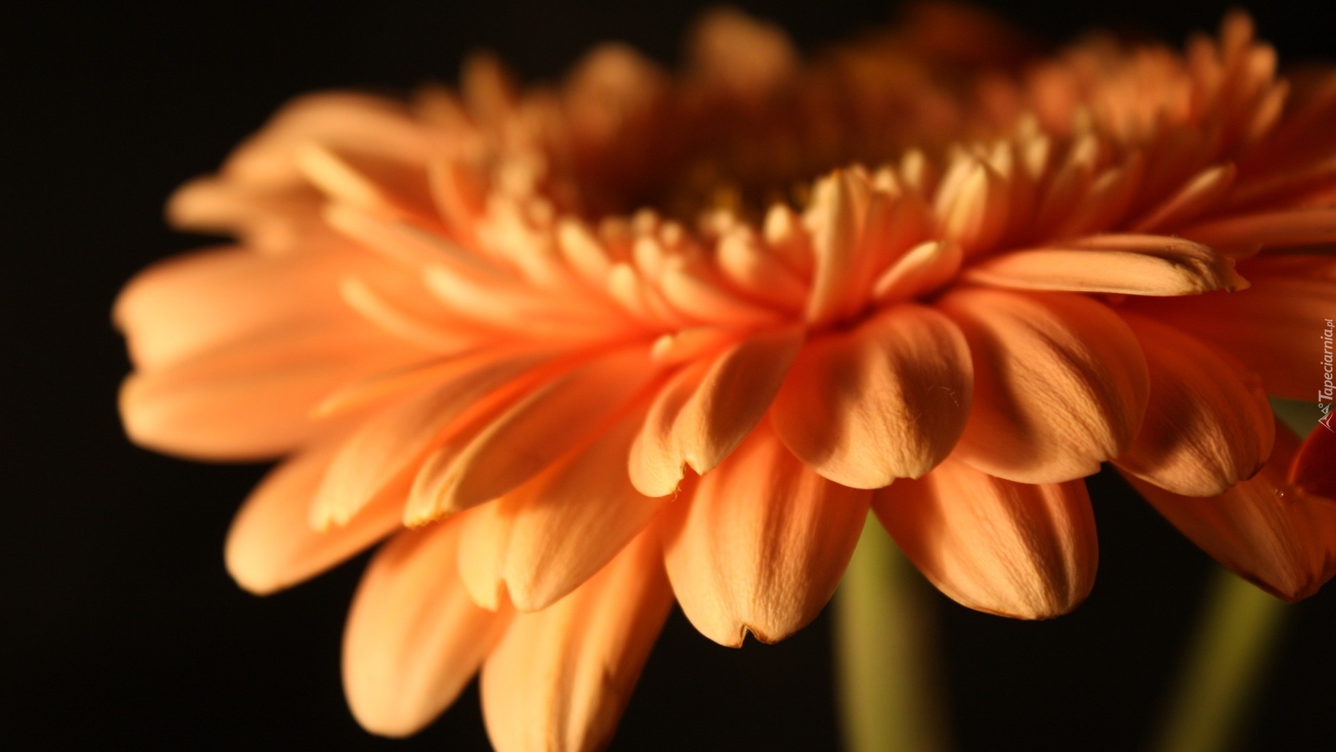 Gerbera