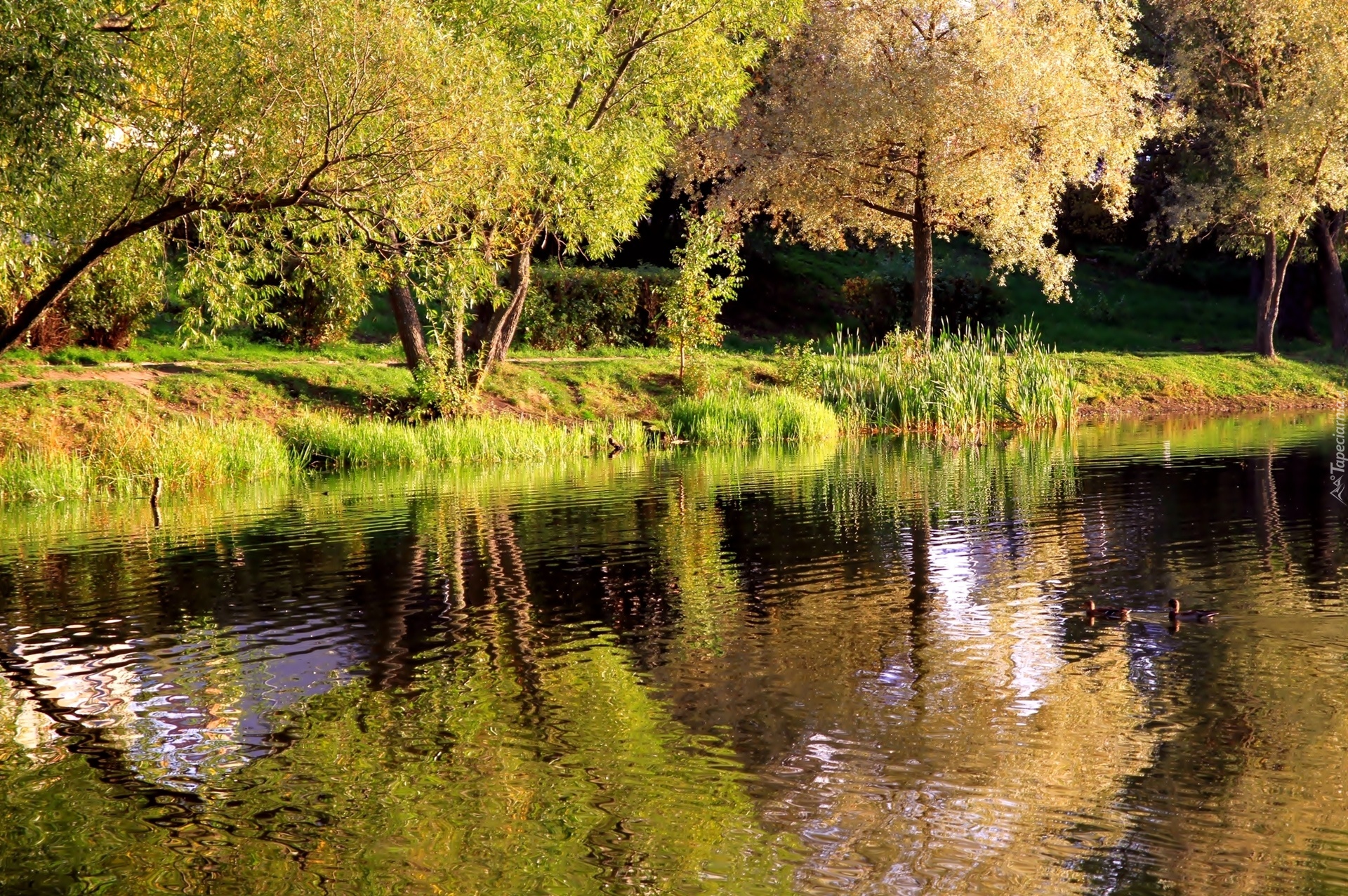 Jesień, Park, Rzeka