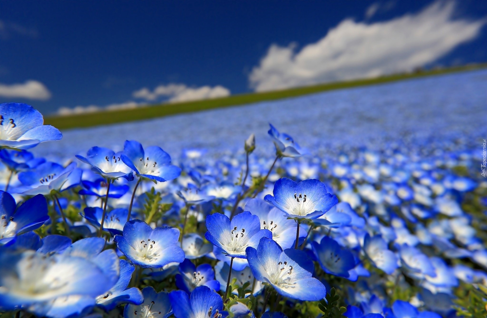 Niebieskie, Kwiaty, Porcelanka, Nemophila menziesii, Łąka, Krajobraz
