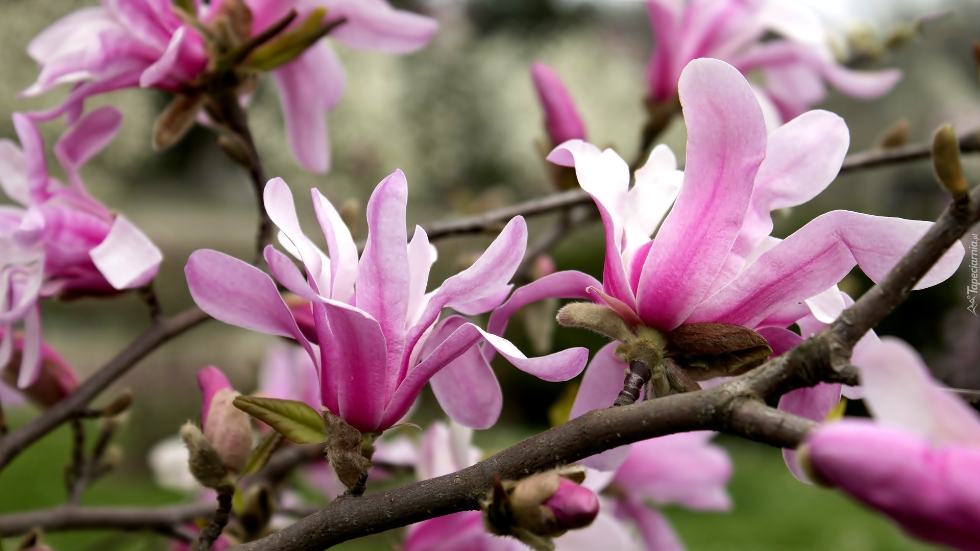 Różowe, Kwiaty, Magnolia