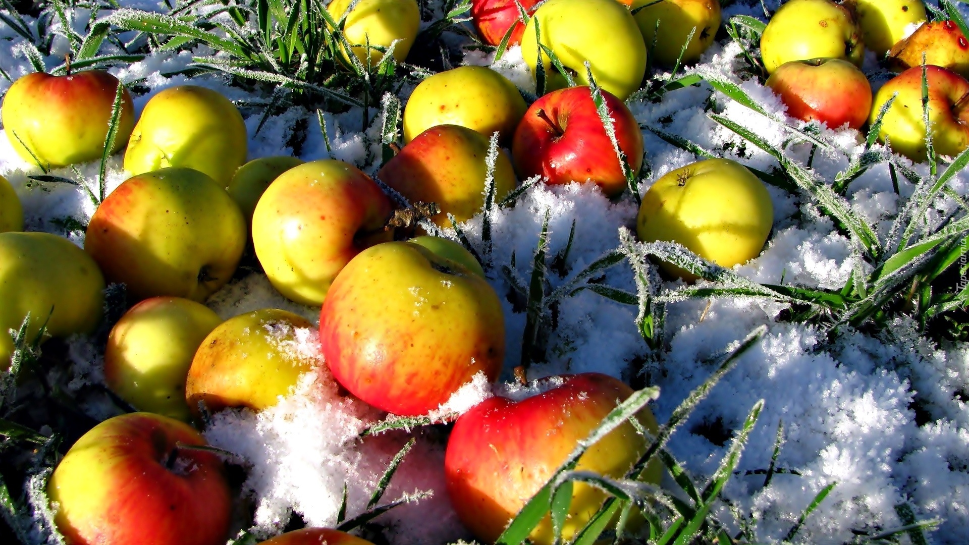 Jabłka, Śnieg, Trawa