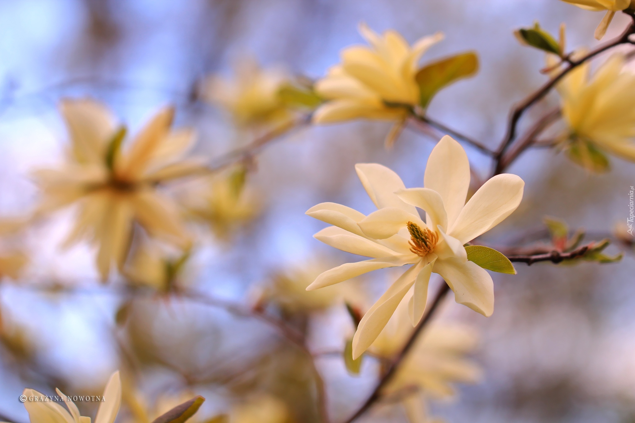 Magnolia, Białe, Kwiaty, Krzew