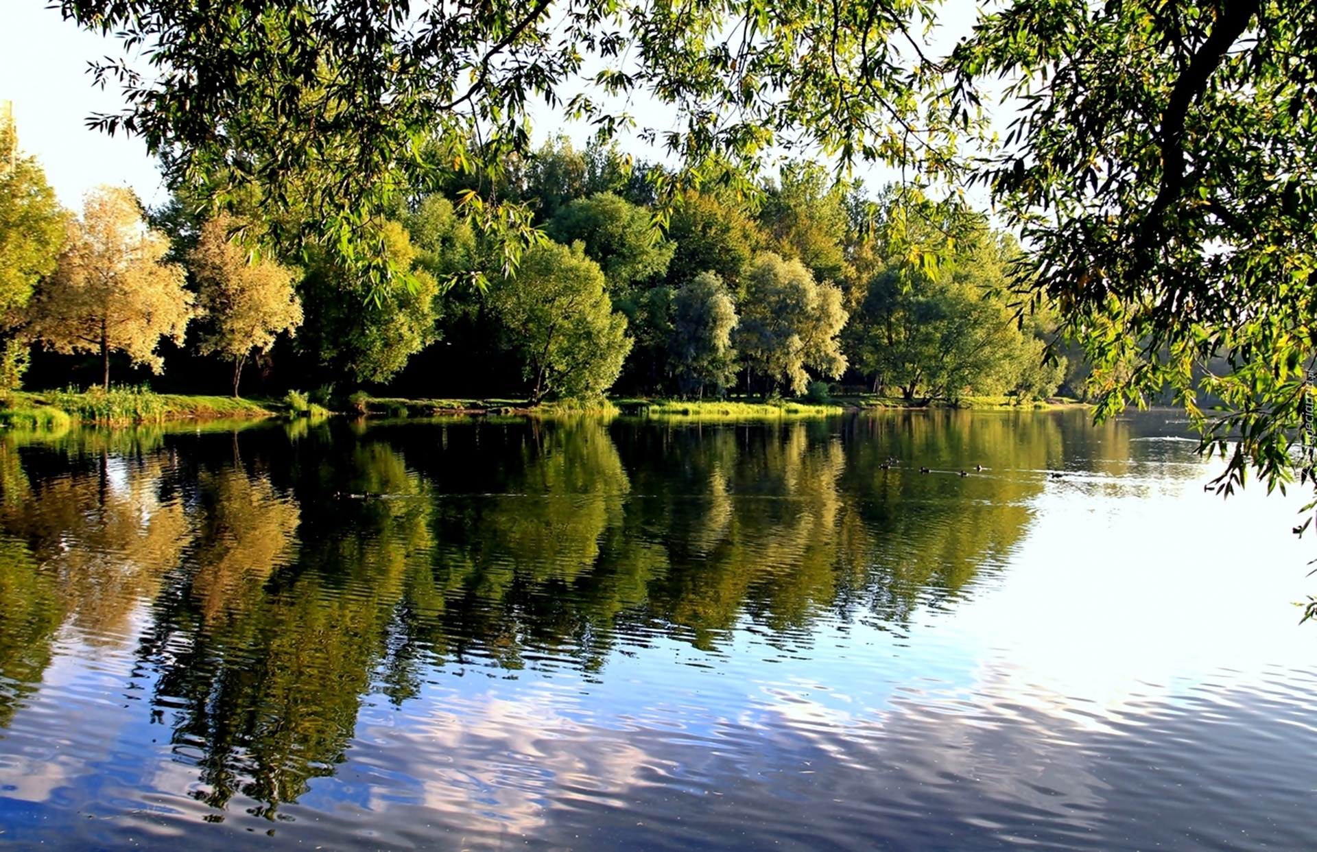 Park, Rzeka, Pływające, Kaczki