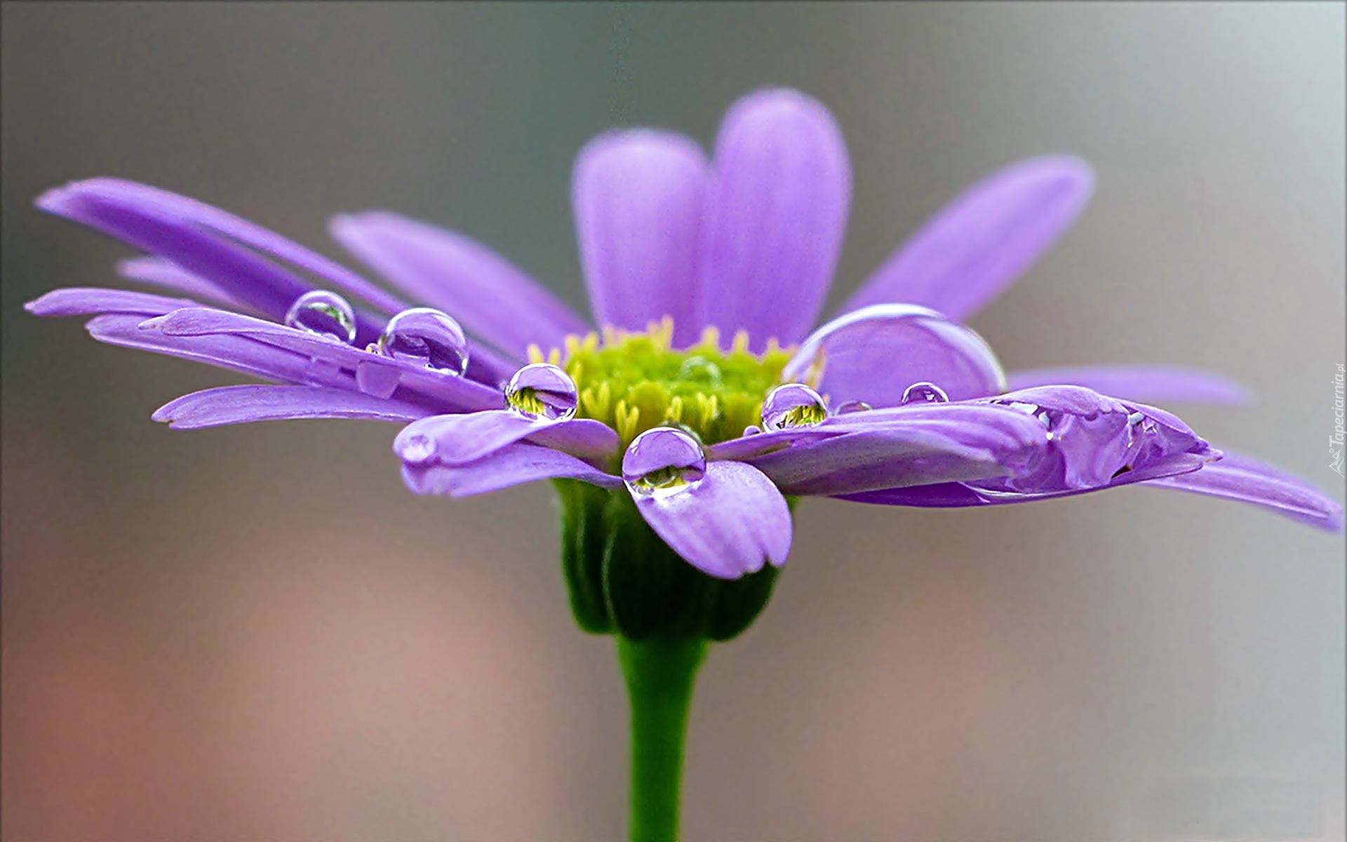 Kwiat, Gerbera, Krople Rosy