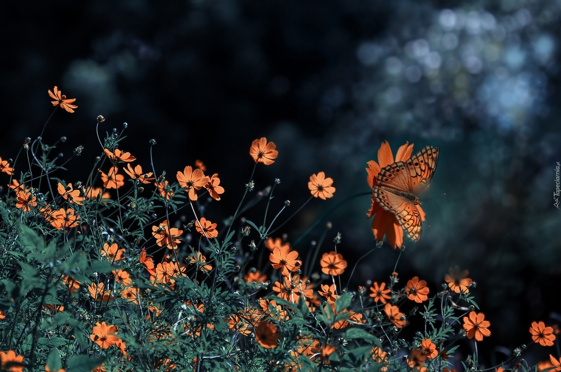 Pomarańczowe, Kwiaty, Motyl