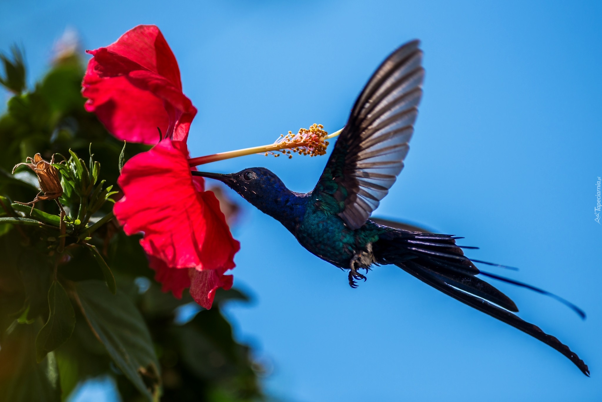 Hibiskus, Kwiat, Koliber, Ptak