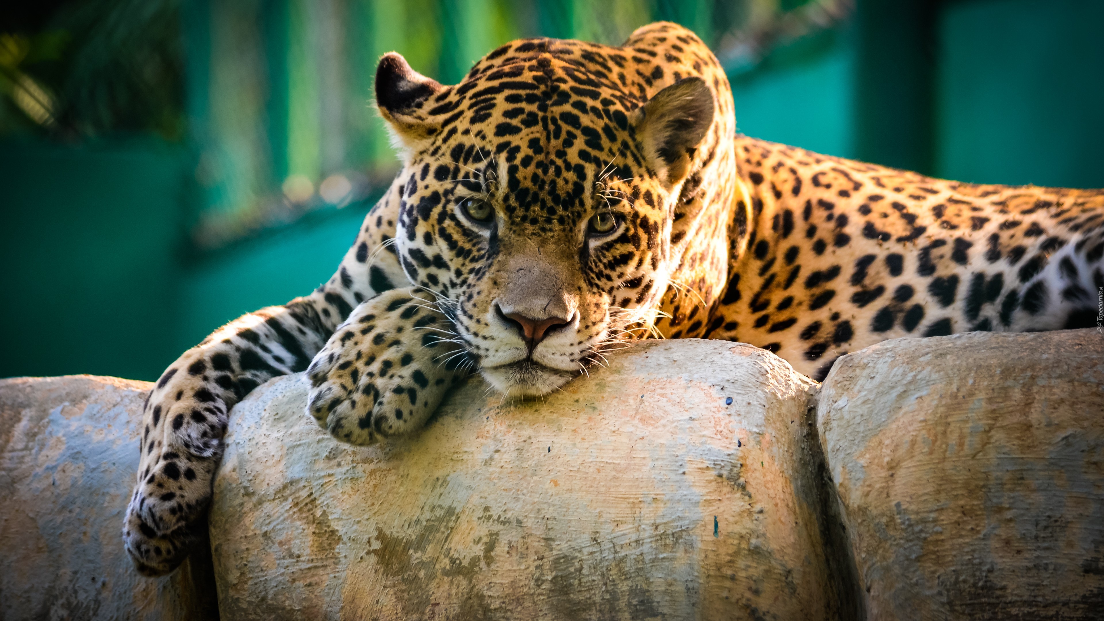 Jaguar, Kamienie, Zoo