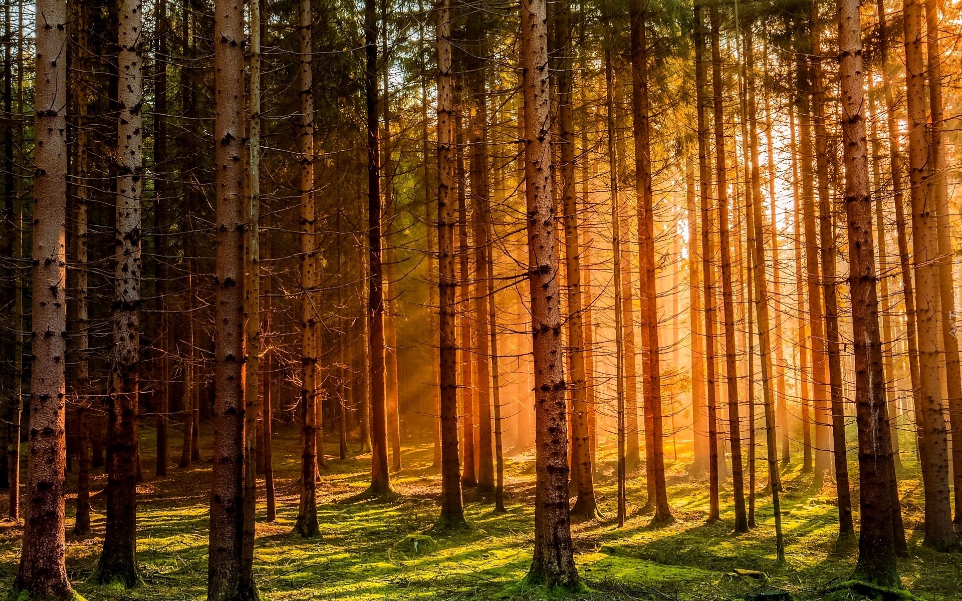 Zachód Słońca, Las, Przebijające Światło