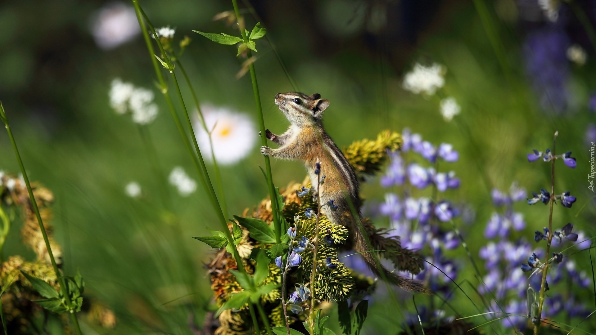 Rośliny, Chipmunk, Trawa