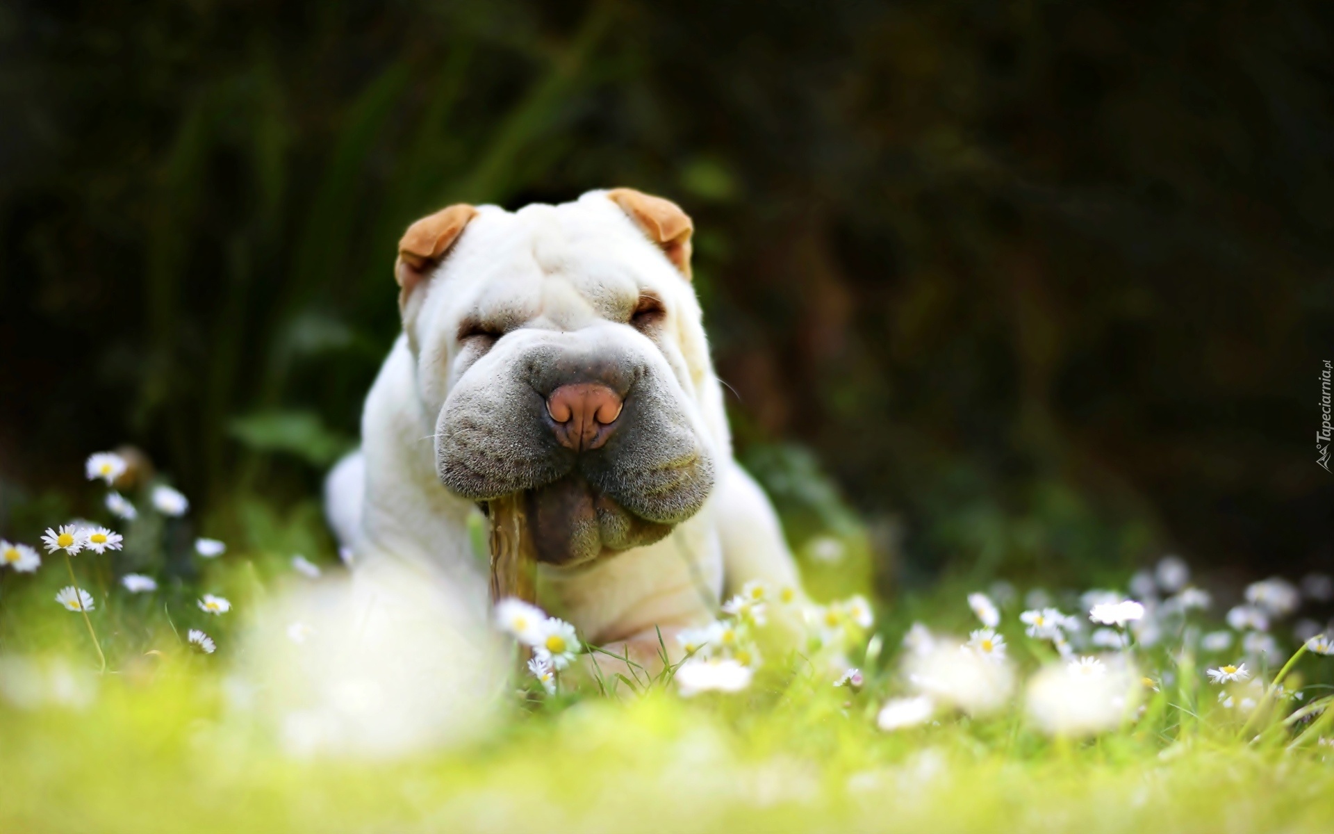 Pies, Shar Pei, Białe, Kwiaty, Stokrotki