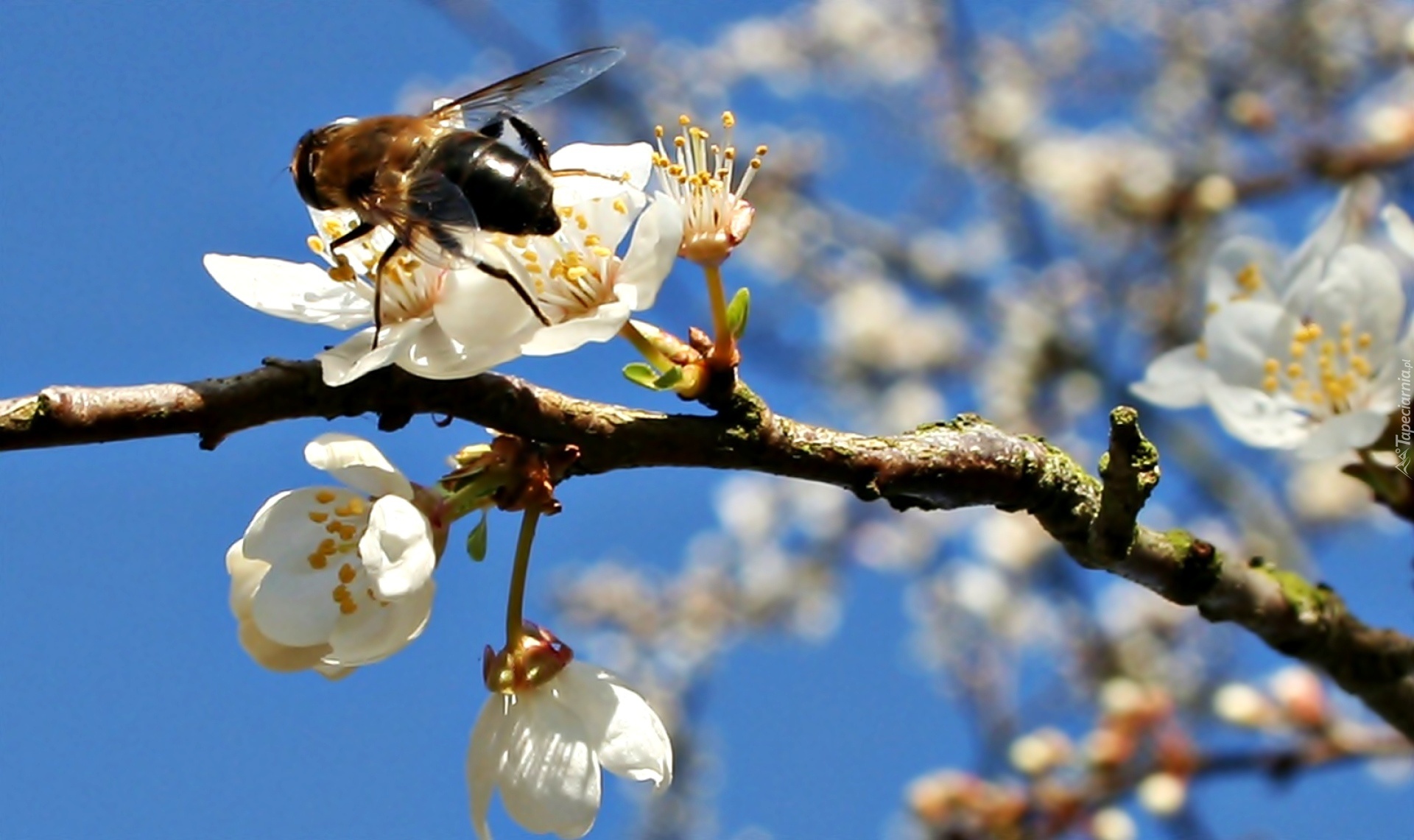 Kwitnąca, Gałąź, Pszczoła, Drzewo Owocowe