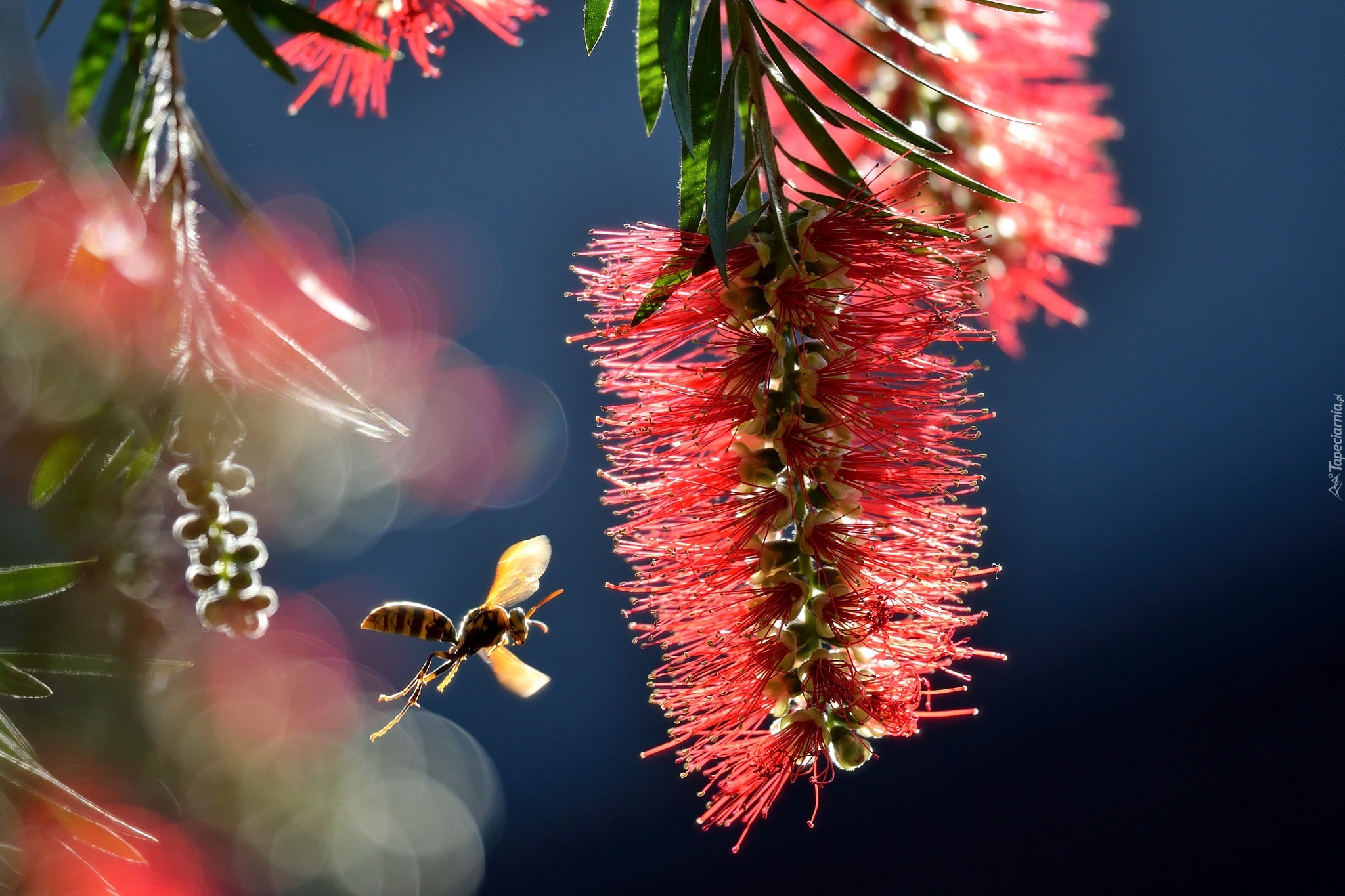 Callistemon, Kwiatostan, Osa, Makro