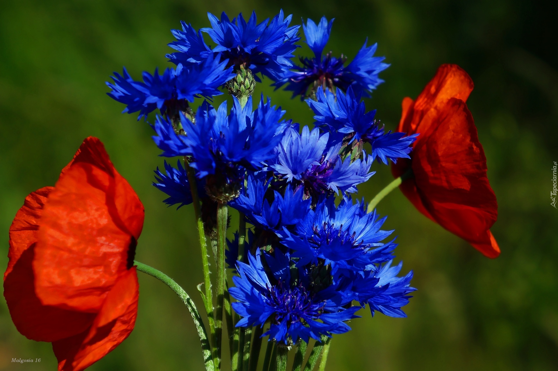 Kwiaty, Bukiet, Niebieskie, Chabry, Czerwone, Maki