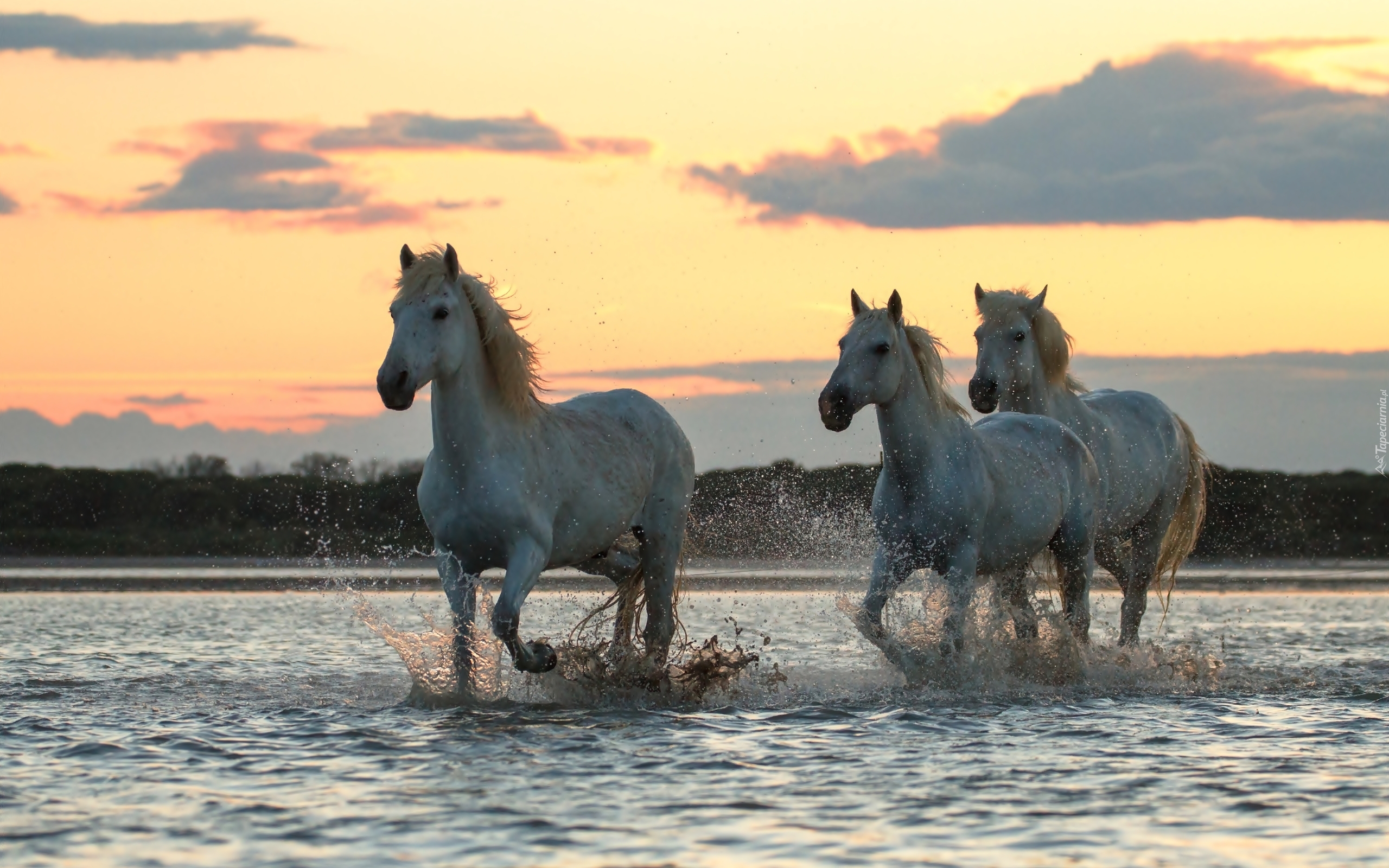 Konie, Rzeka, Wschód Słońca