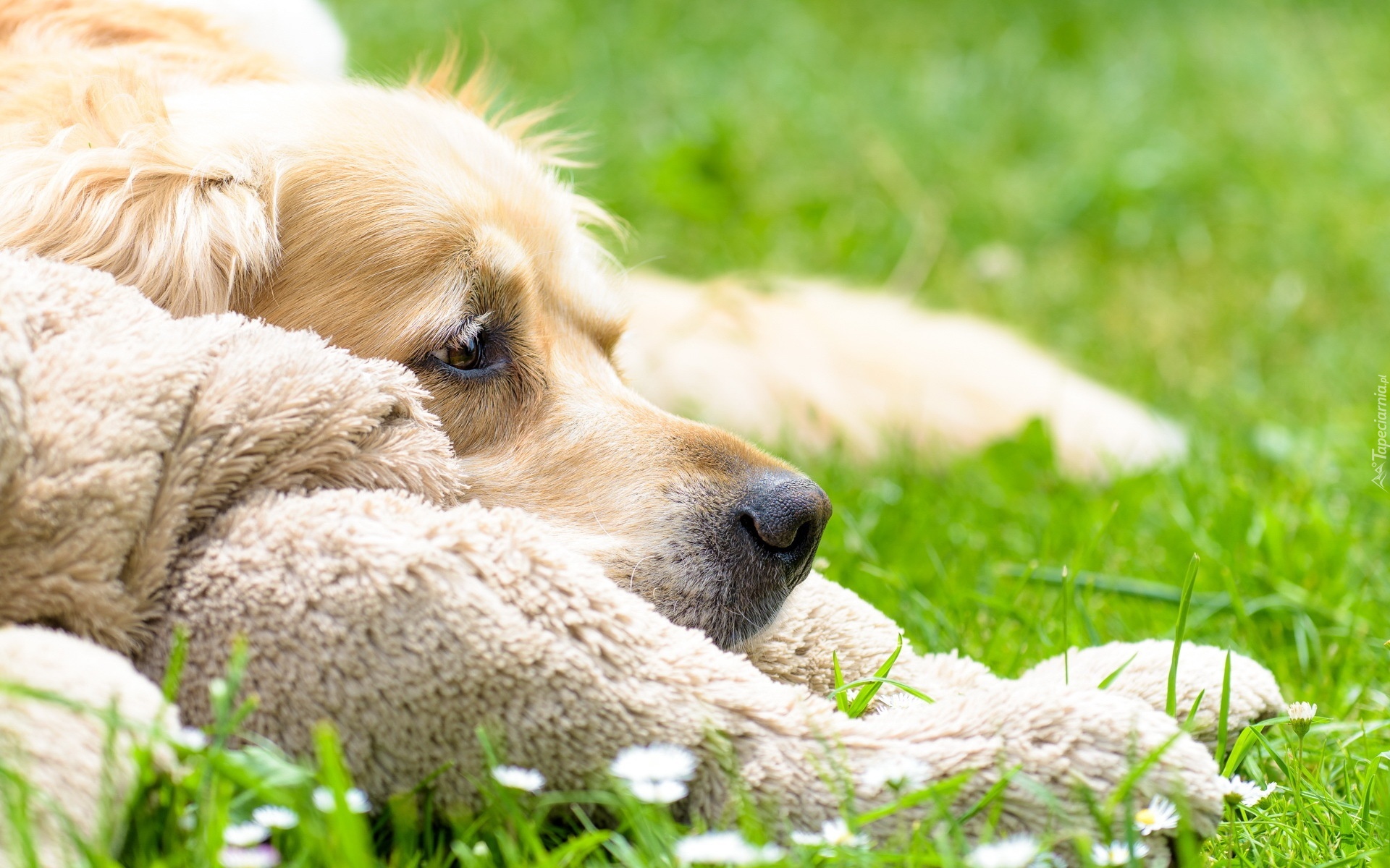 Pies, Łąka, Włochacz, Golden Retriever