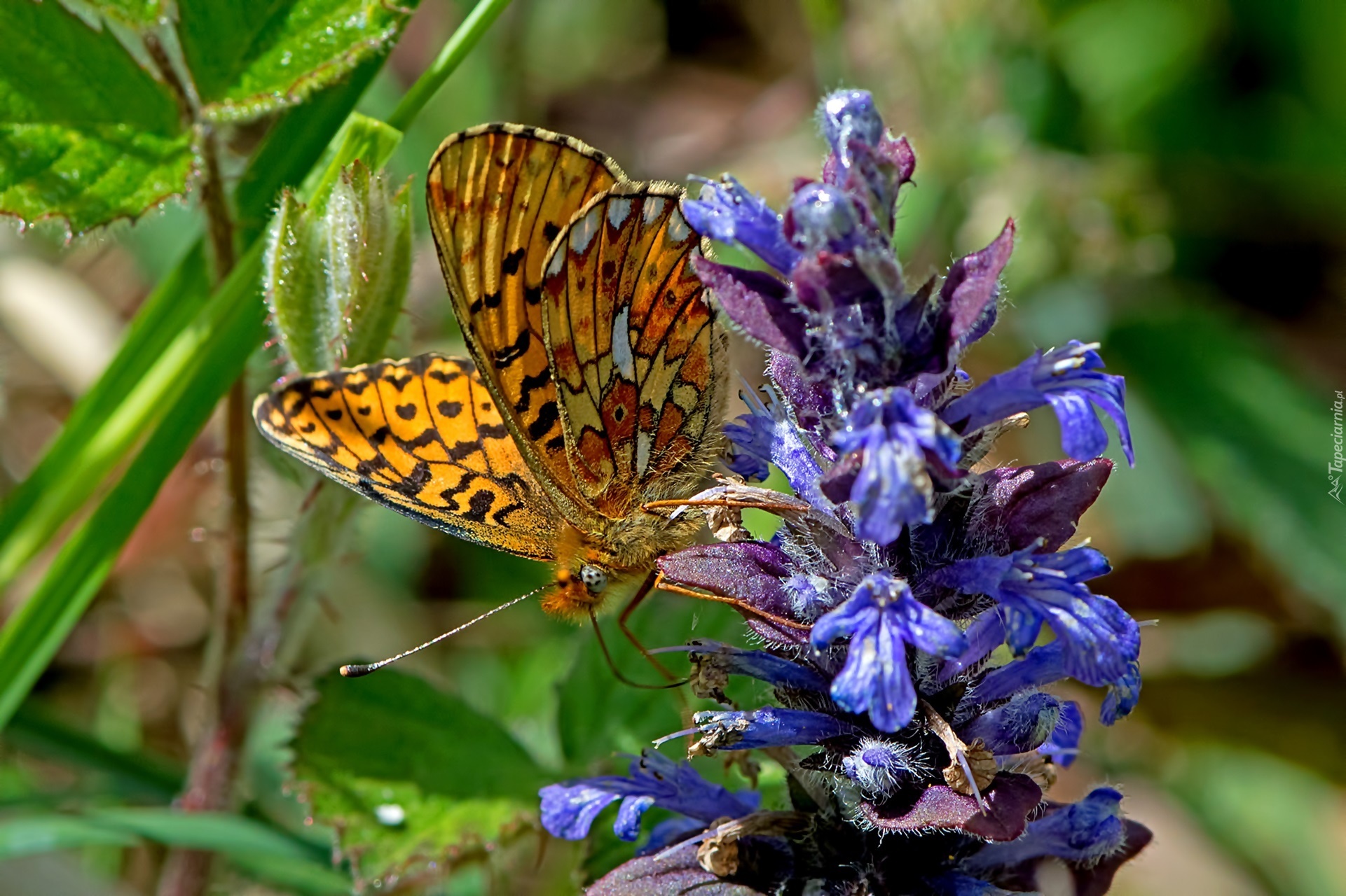 Motyl, Dostojka, Malinowiec, Kwiatostan