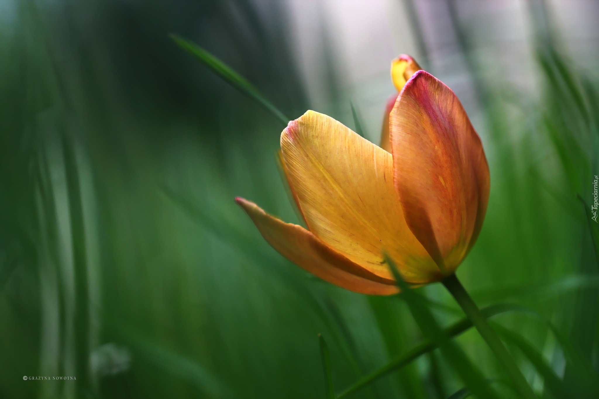 Tulipan, Kwiat, Płatki