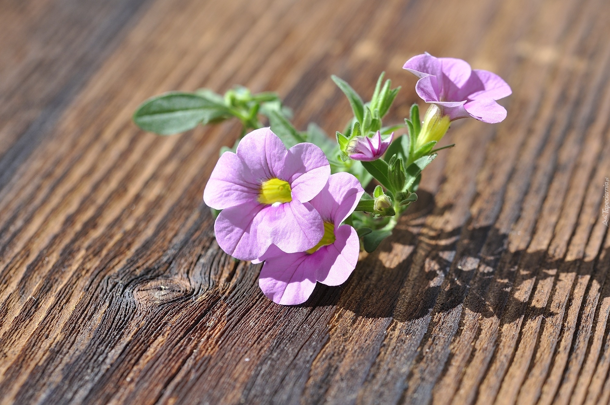 Petunia, Deska, Światło, Cień