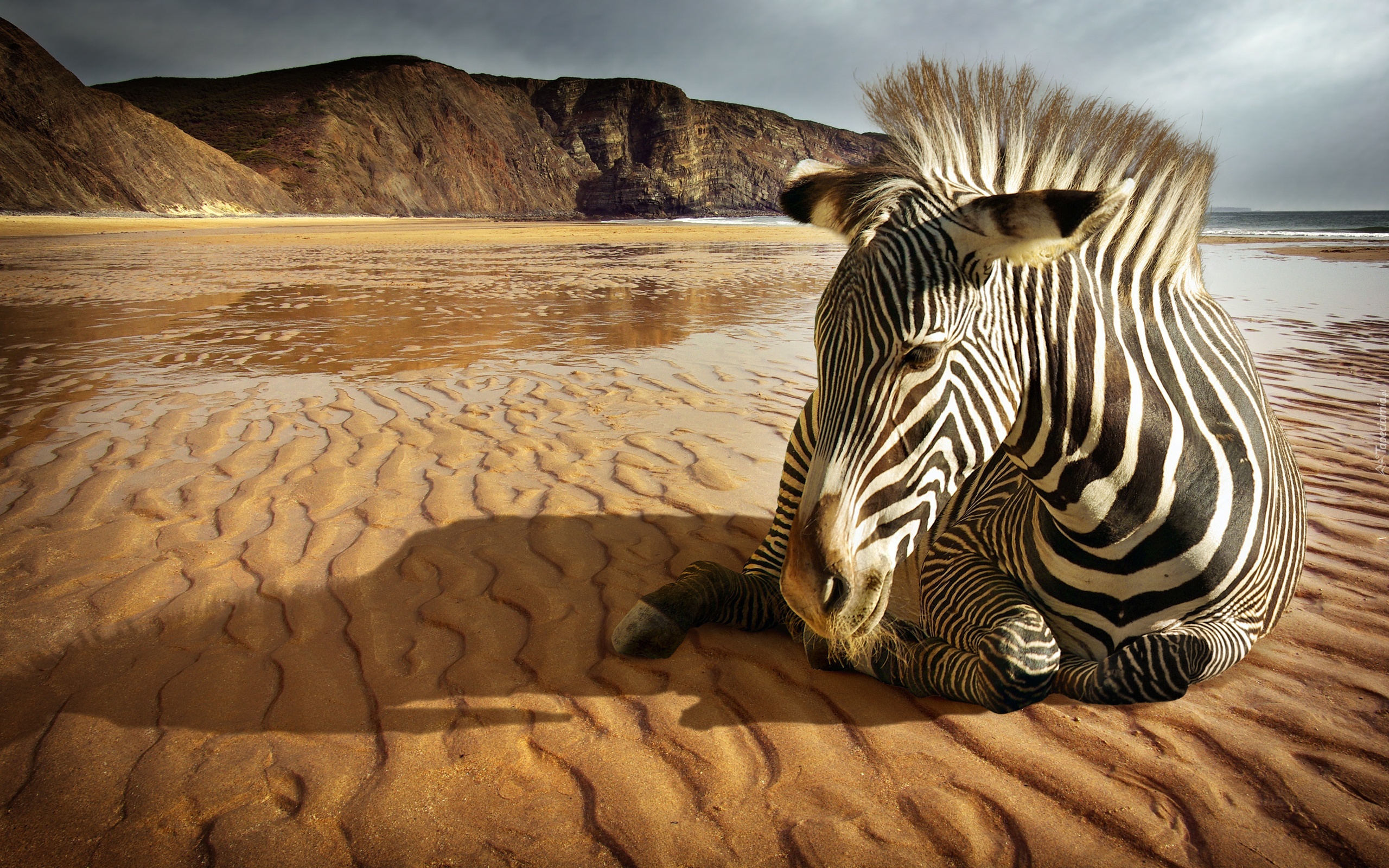 Zebra, Plaża, Góry