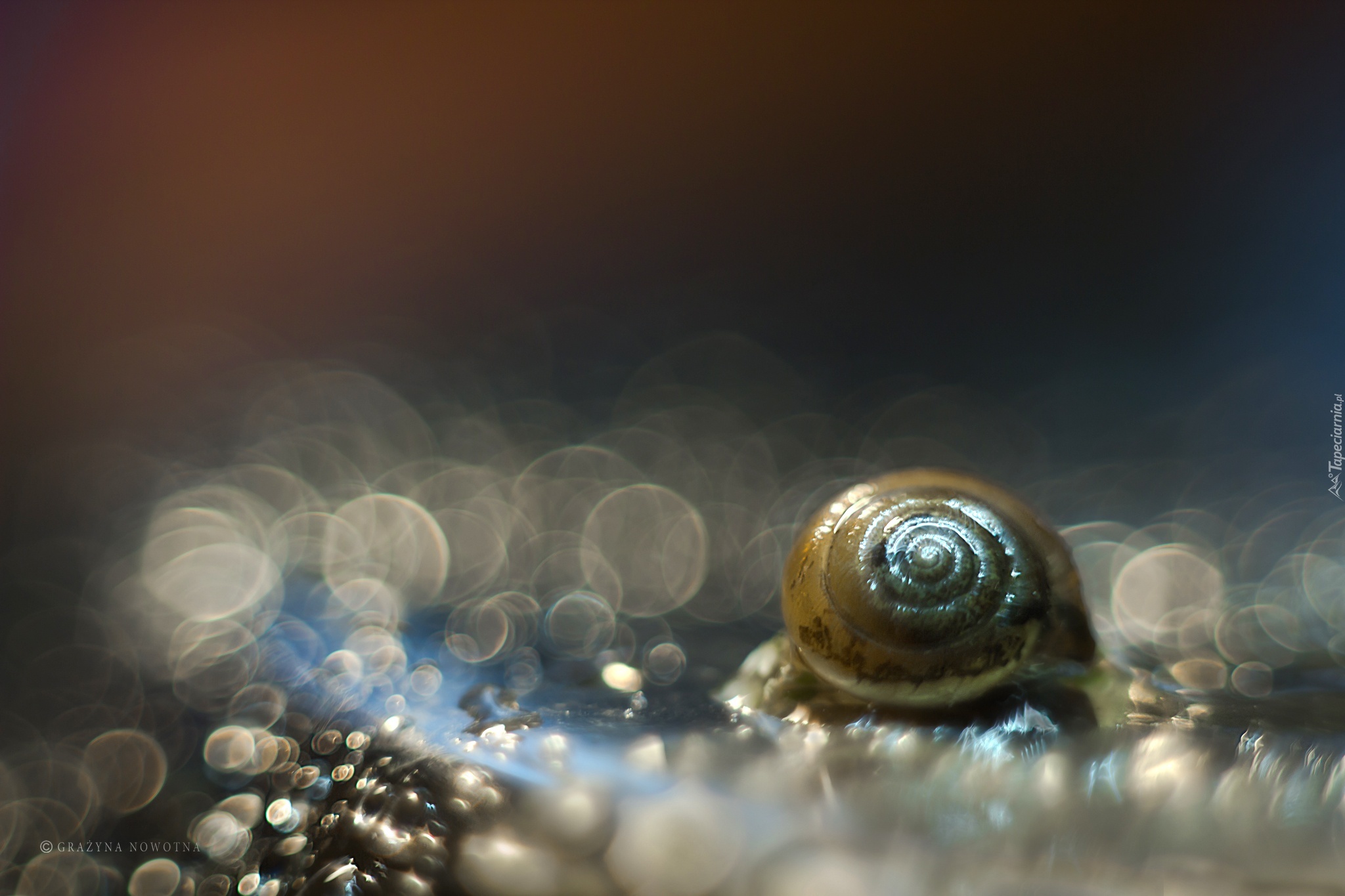 Muszelka, Makro, Bokeh