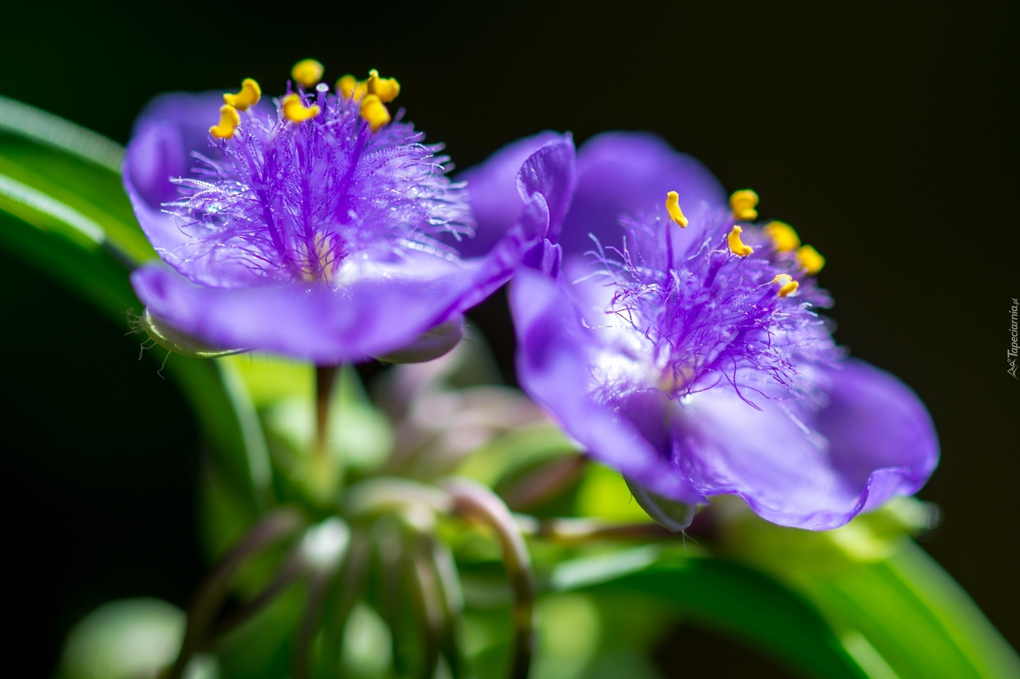 Tradescantia, Fioletowy, Kwiat, Makro