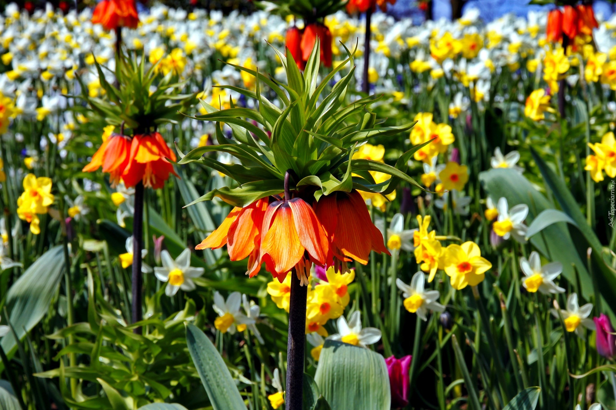 Fritillaria, Szachownica, Kwiaty, Lato, Ogród