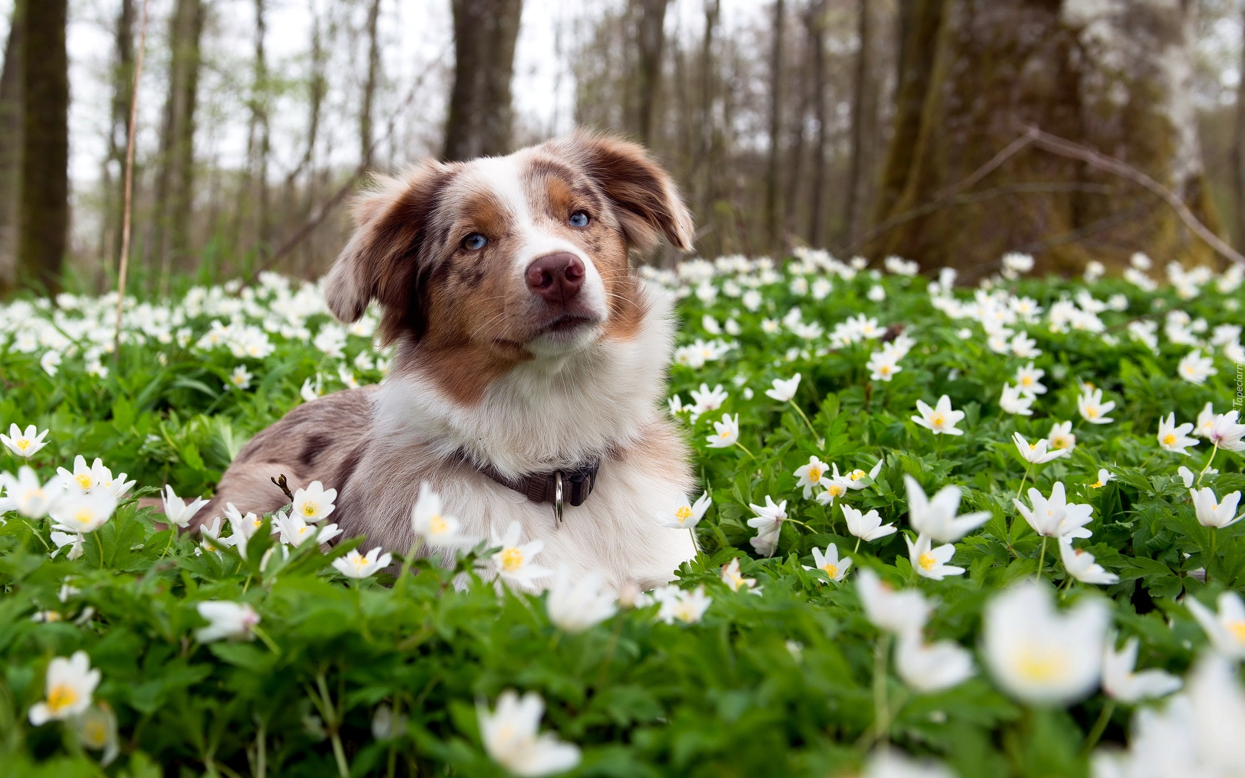 Border Collie, Łąka, Białe, Kwiaty