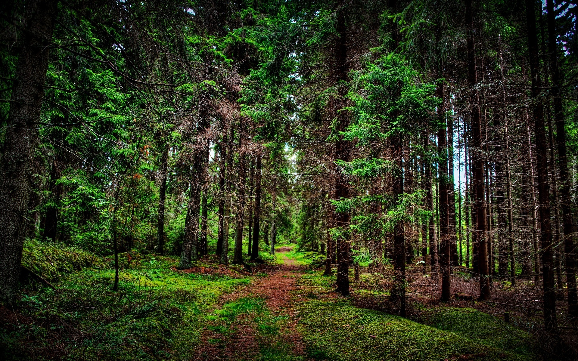 Las, Droga, Ścieżka