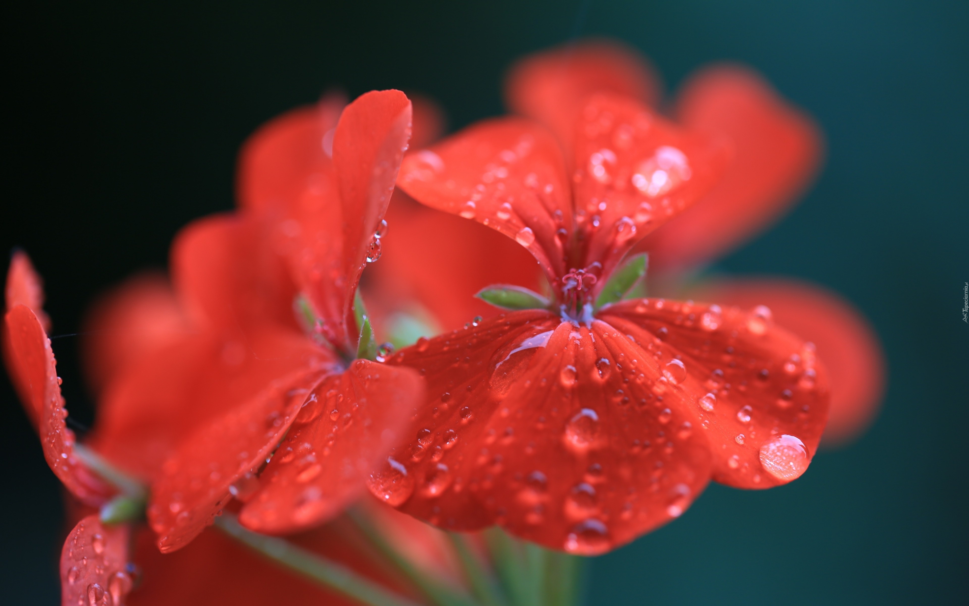 Kwiat, Geranium