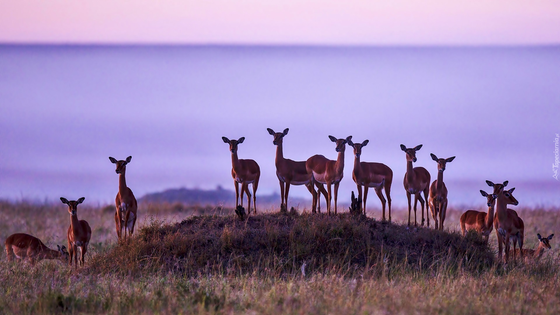 Sawanna, Świt, Stado, Gazeli, Rezerwat Masai Mara