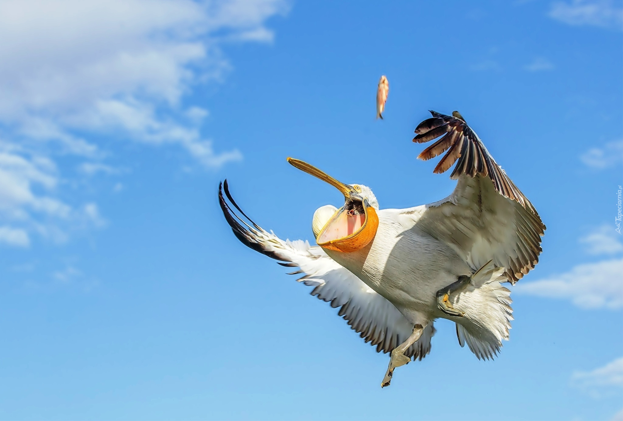Весел как птичка. Птица в полёте. Пеликан в полете. Полет пеликана. Чайка с расправленными крыльями.