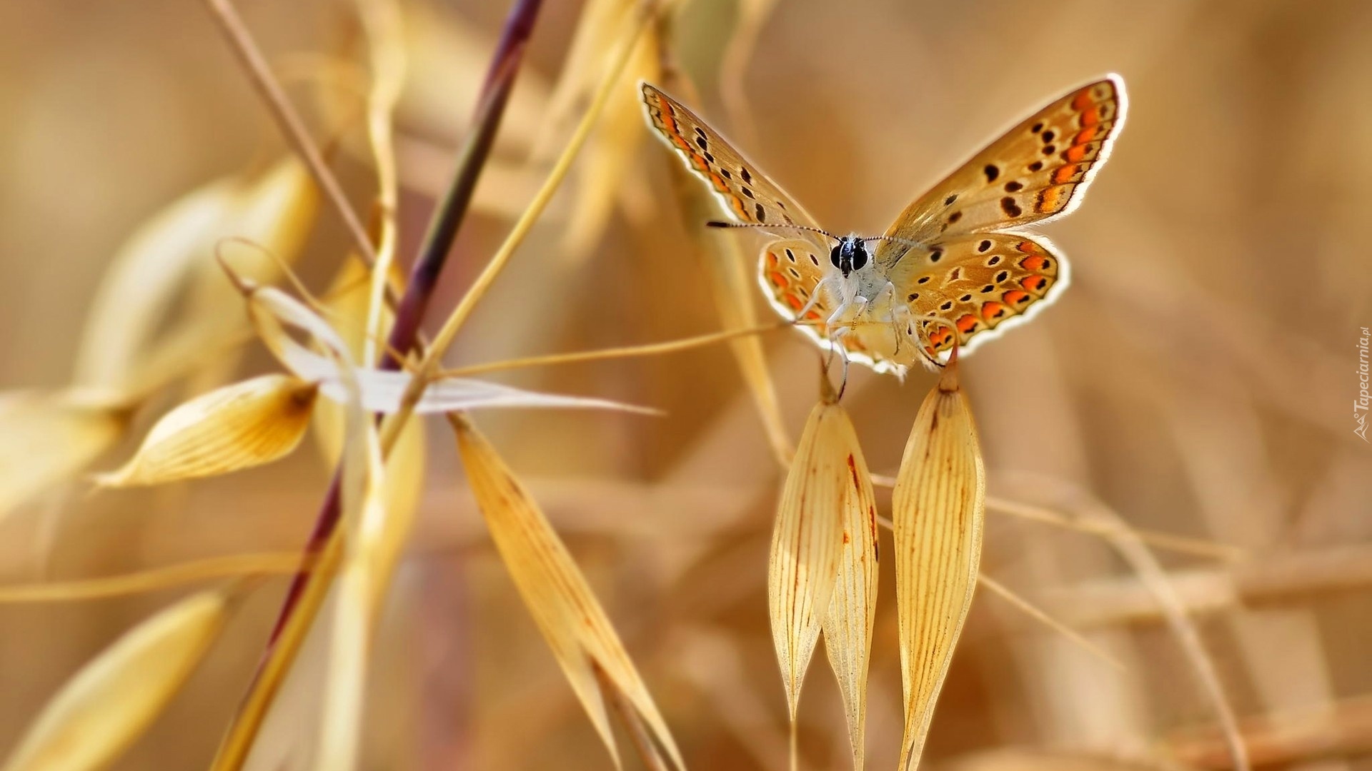 Motyl, Trawa