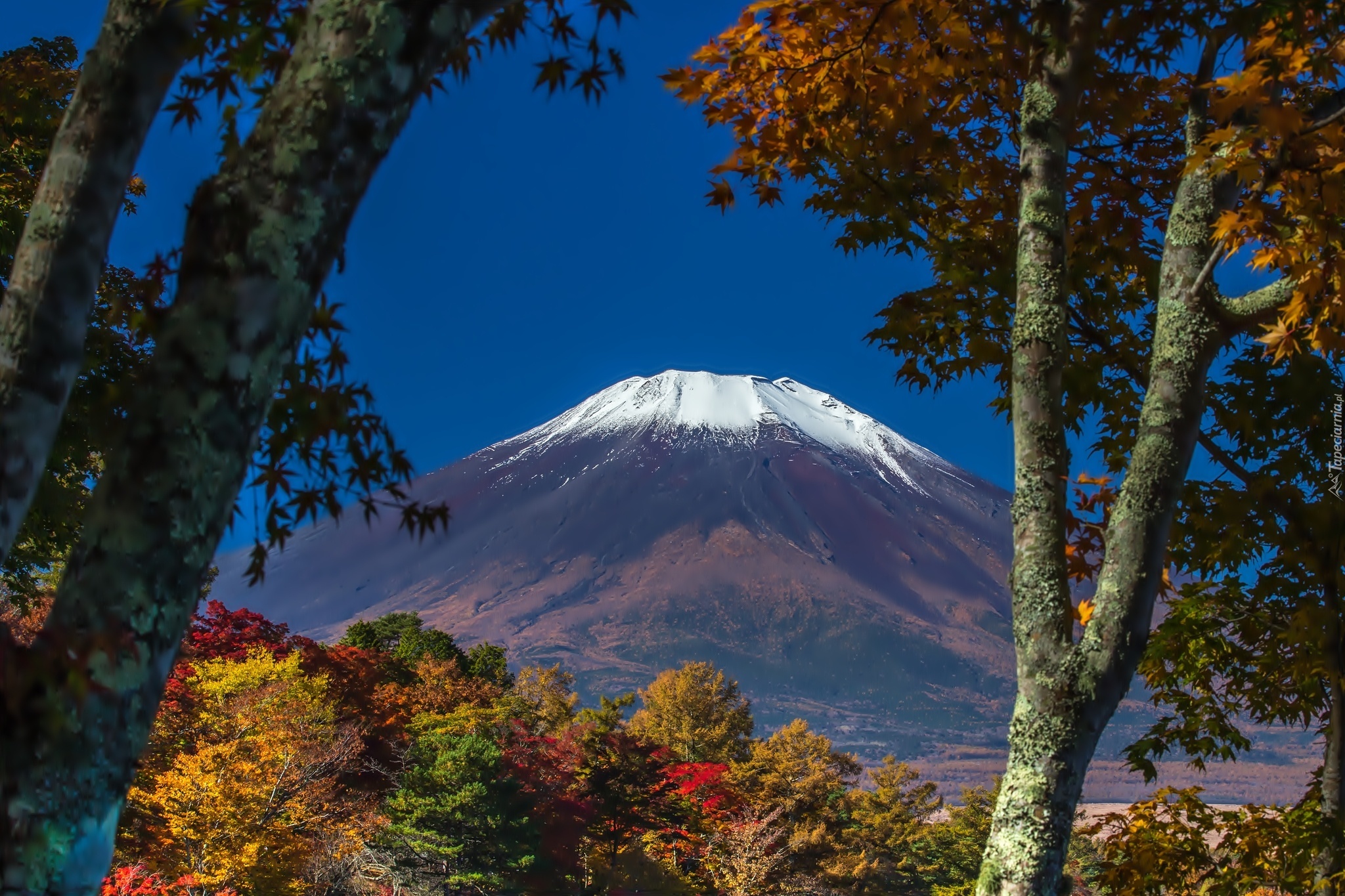 Góra, Fuji, Drzewa, Japonia, Wulkan