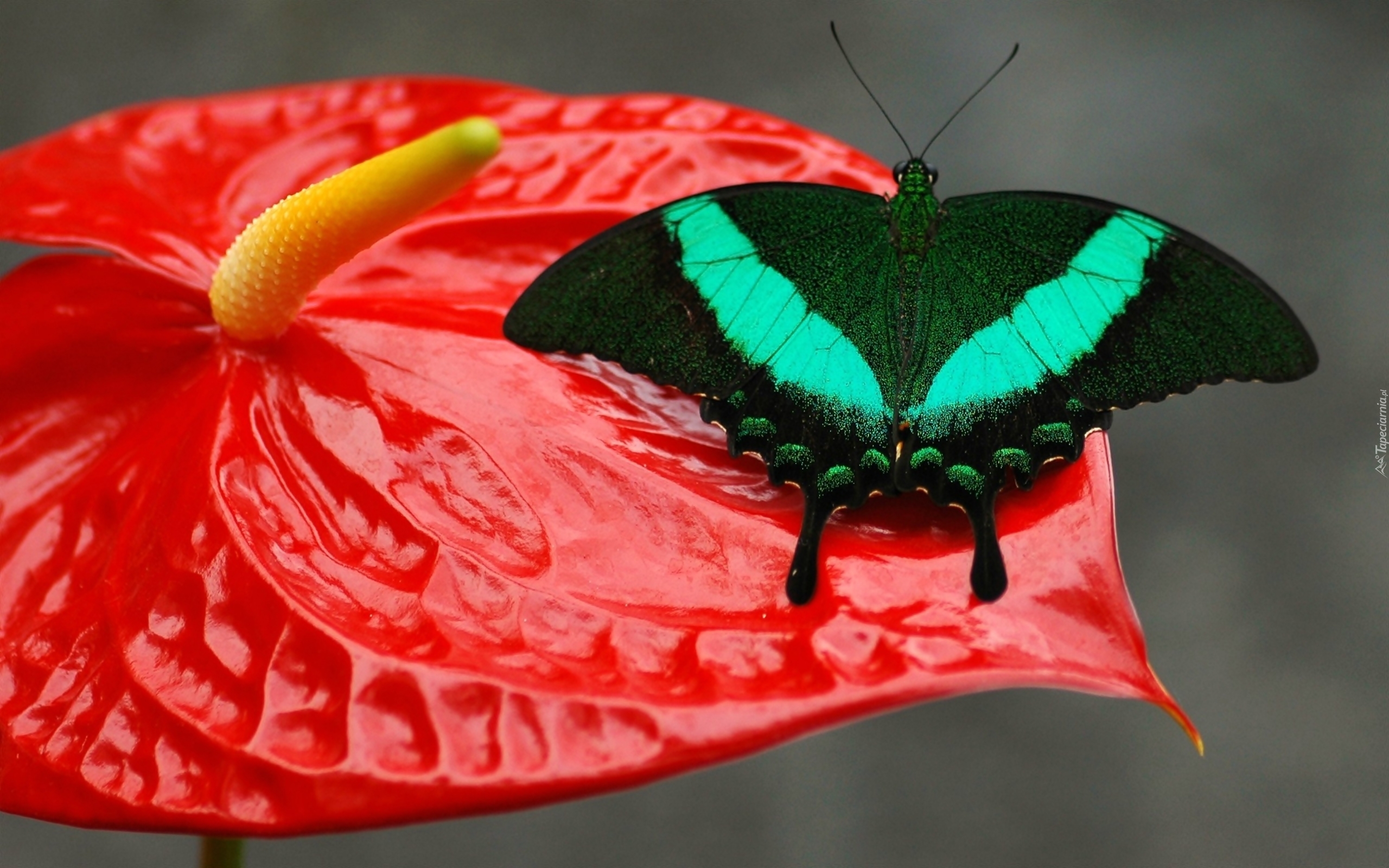 Бабочка с яркими крыльями. Яркие бабочки. Красивые насекомые. Красивые бабочки. Яркие тропические бабочки.