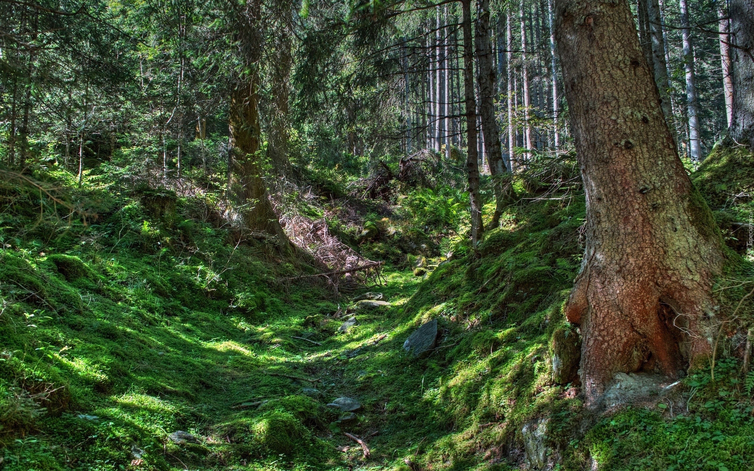 Las, Przebijające, Światło