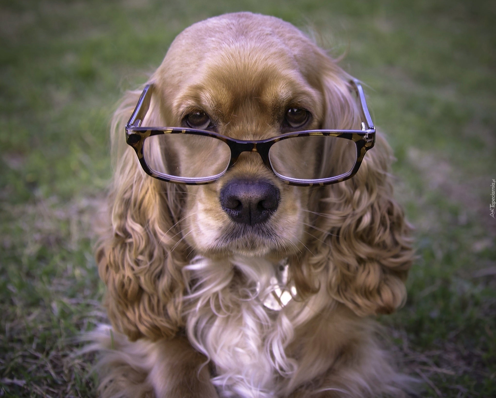 Pies, Spaniel, Okulary