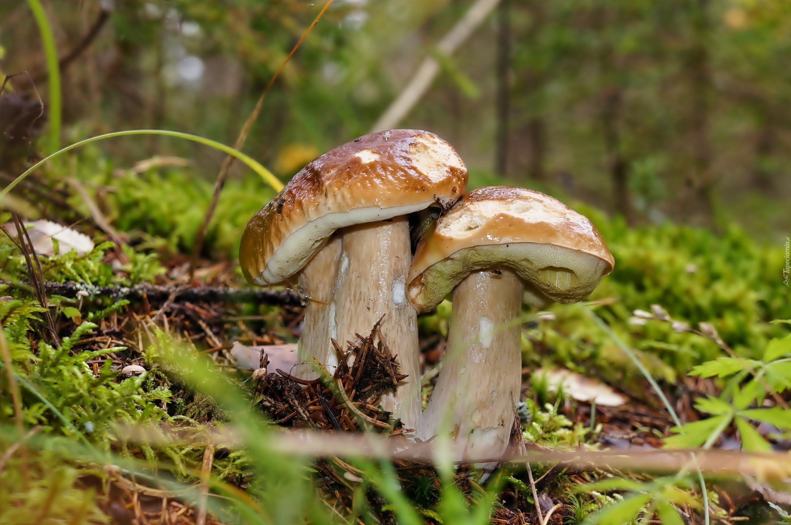Grzyby, Borowiki, Las, Ściółka, Leśna