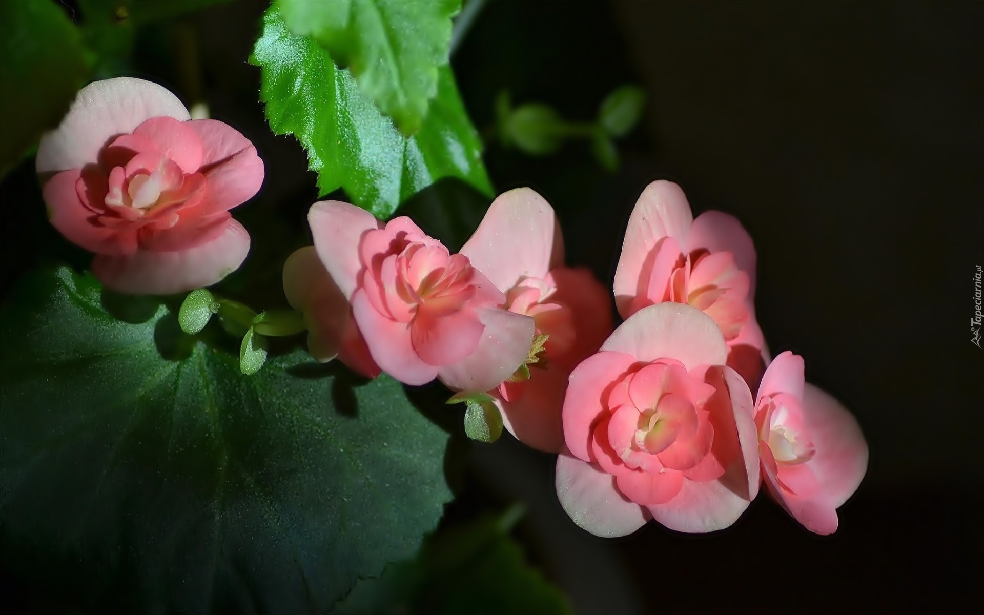 Begonia, Liście