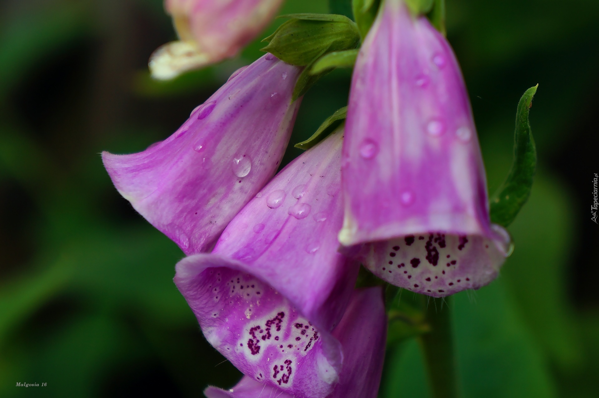 Kwiaty, Naparstnica Purpurowa, Krople