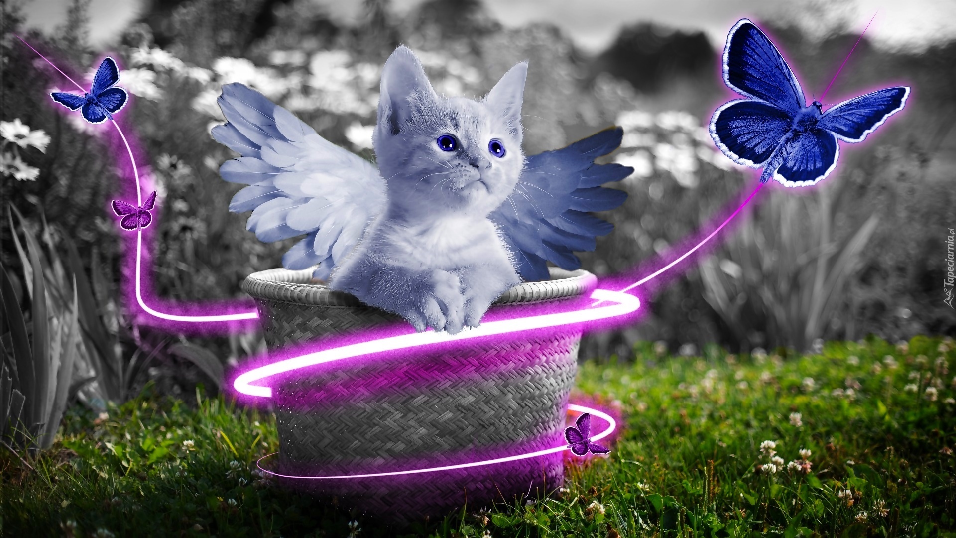 Fantasy, Słodki, Kotek, Skrzydła, Motyle