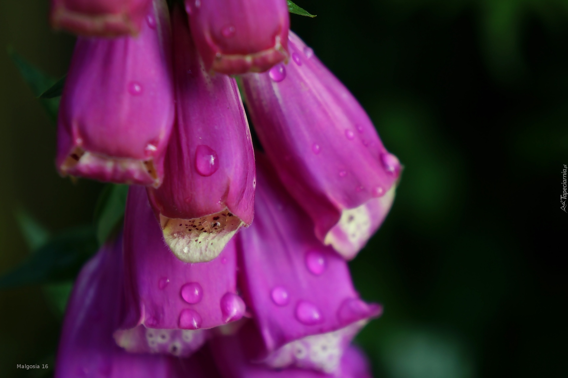 Kwiat, Naparstnica Purpurowa, Krople