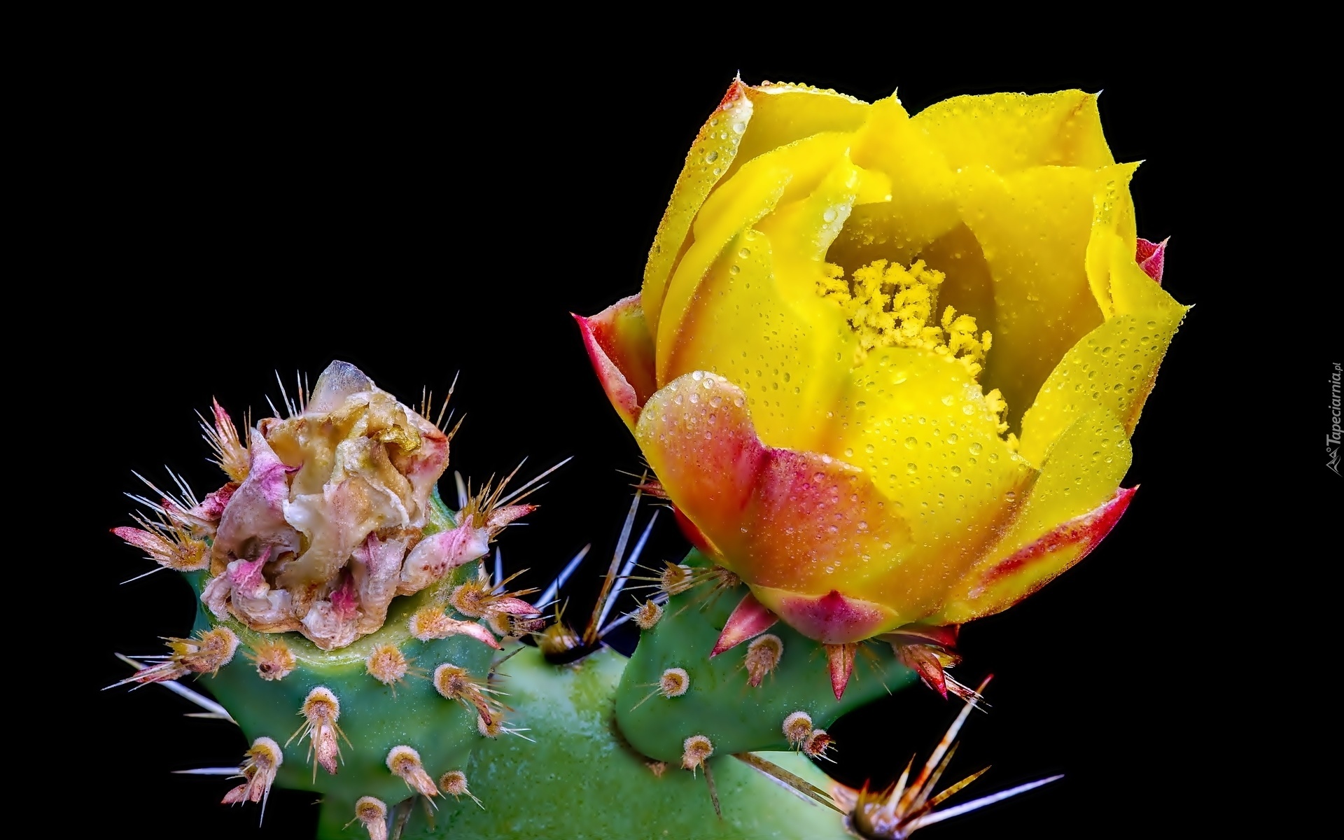 Kwitnący, Kaktus, Krople