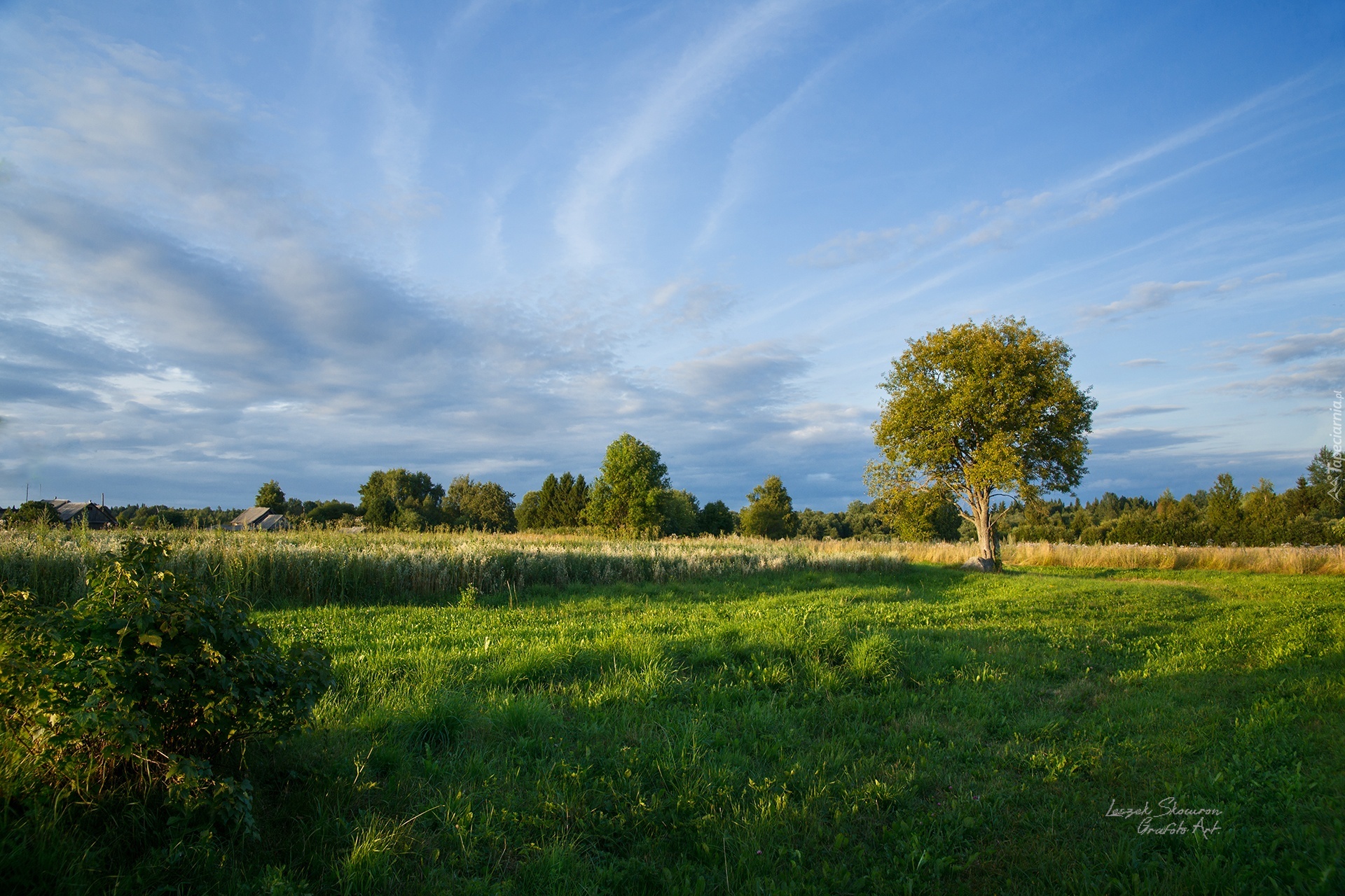 Trawa, Łąka, Niebo